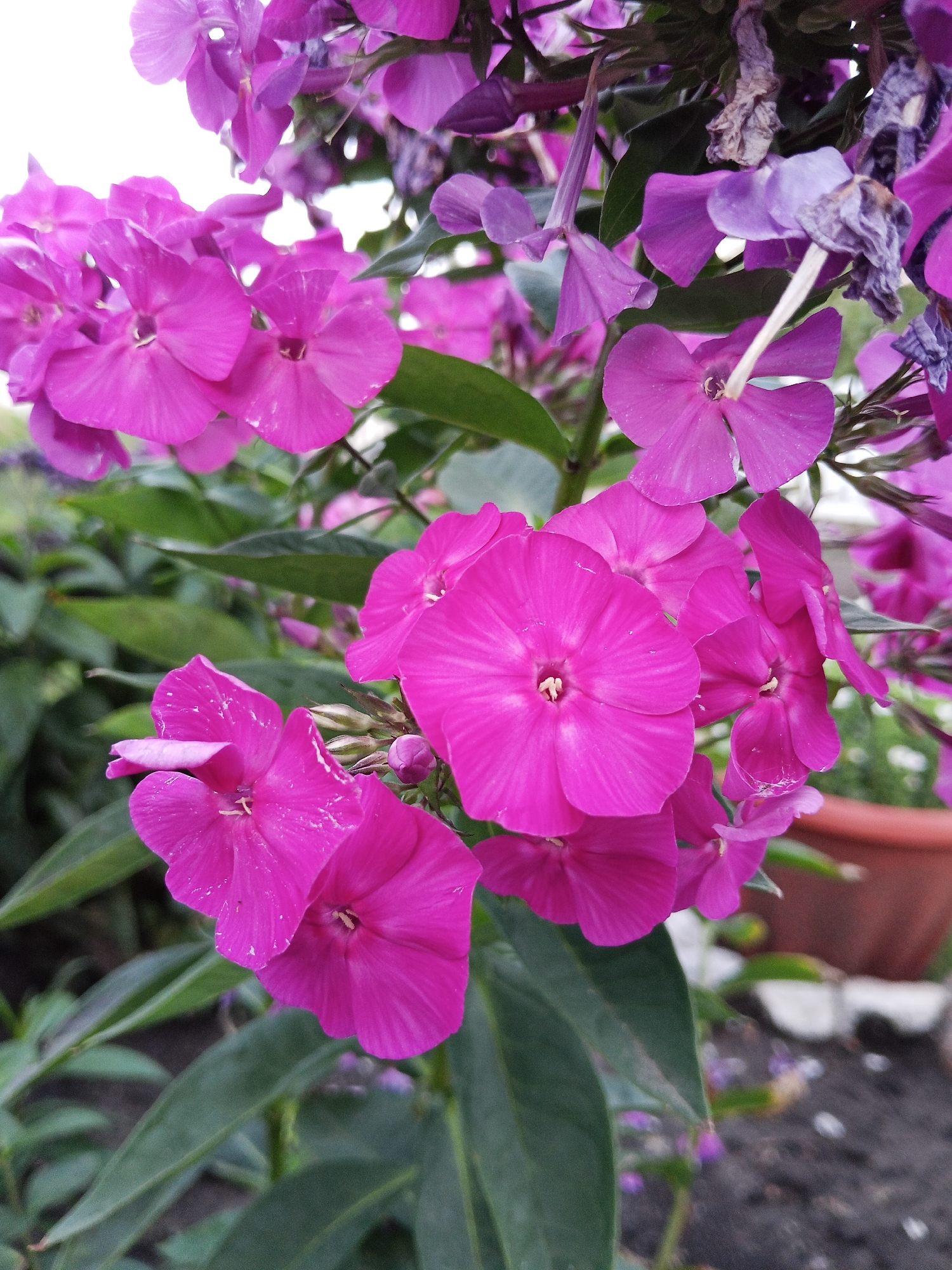 A cluster of vibrant pink phlox flowers dominate the frame, their petals tinged with a lighter hue and showing subtle veins. Some of the flowers are fully open, revealing delicate stamens in their centers, while others are buds or beginning to wilt. The flowers are arranged on green stems and surrounded by lush, dark green foliage. In the background, a terracotta pot is partially visible, suggesting an outdoor setting, possibly a garden or balcony in the city of Khoroshe, Russia. The overall impression is one of natural beauty and growth.
