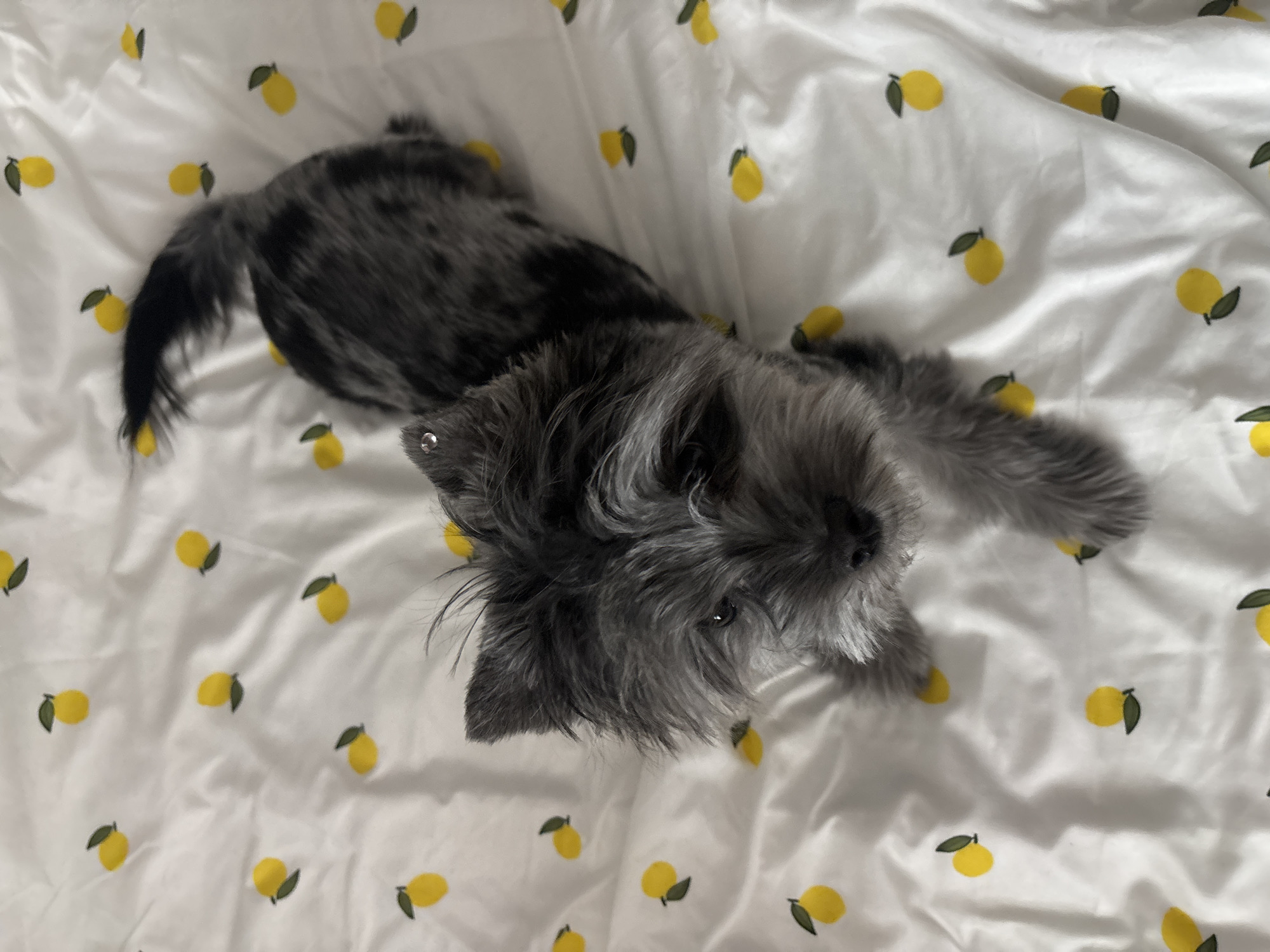 A medium-sized dog with predominantly gray and black fur is lying on a white bedspread patterned with small yellow lemons. The dog's head is in the foreground, turned towards the camera. The tail is near the top left of the frame. The location is not discernible from the provided image.