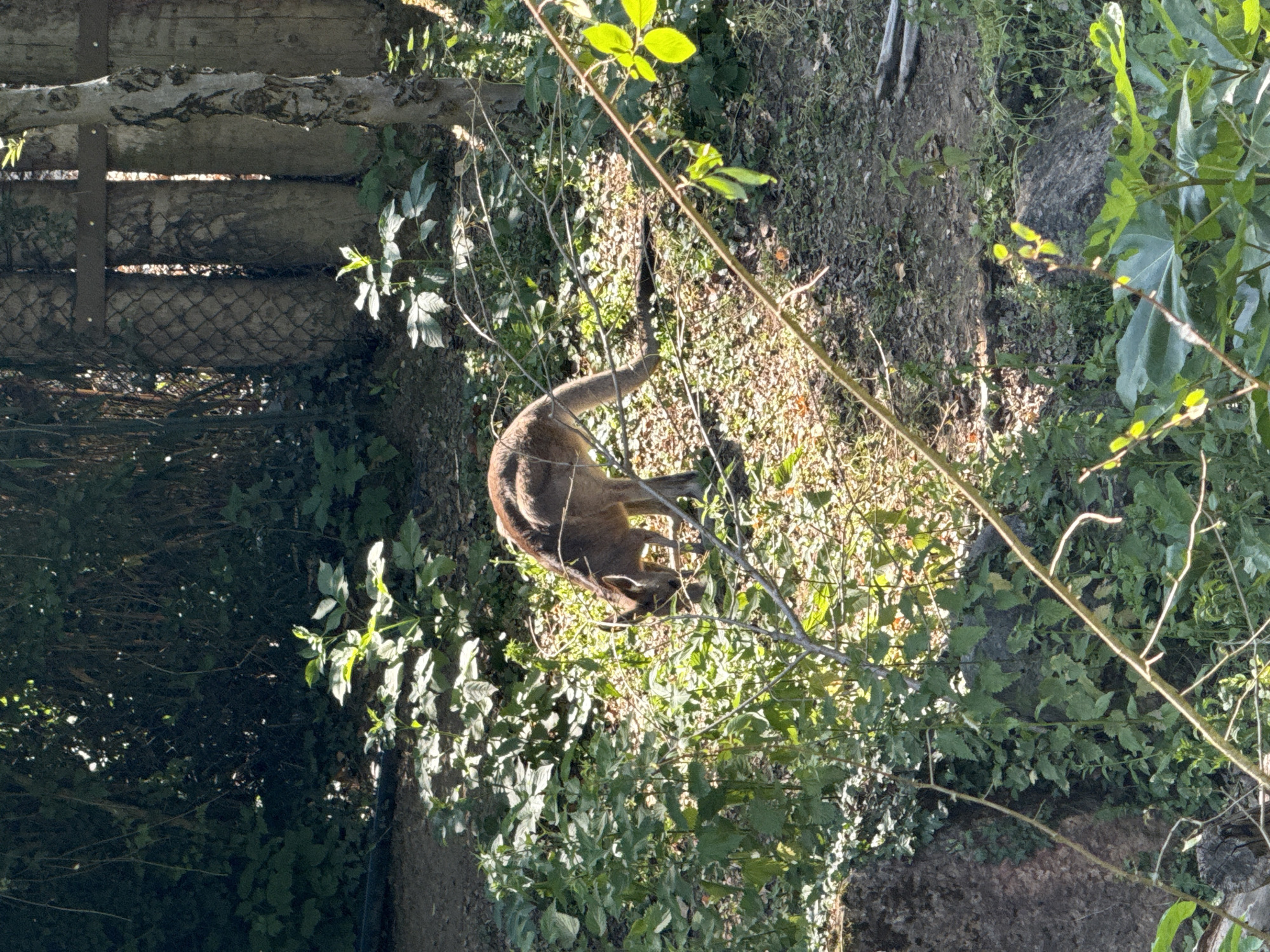 The image shows a kangaroo standing amongst greenery in what appears to be a park or garden setting. A fence constructed of wood and chain-link is partially visible in the background. The location is likely the Parco Natura Viva zoo in Bussolengo, Italy. The kangaroo is the main subject, interacting with the surrounding vegetation.