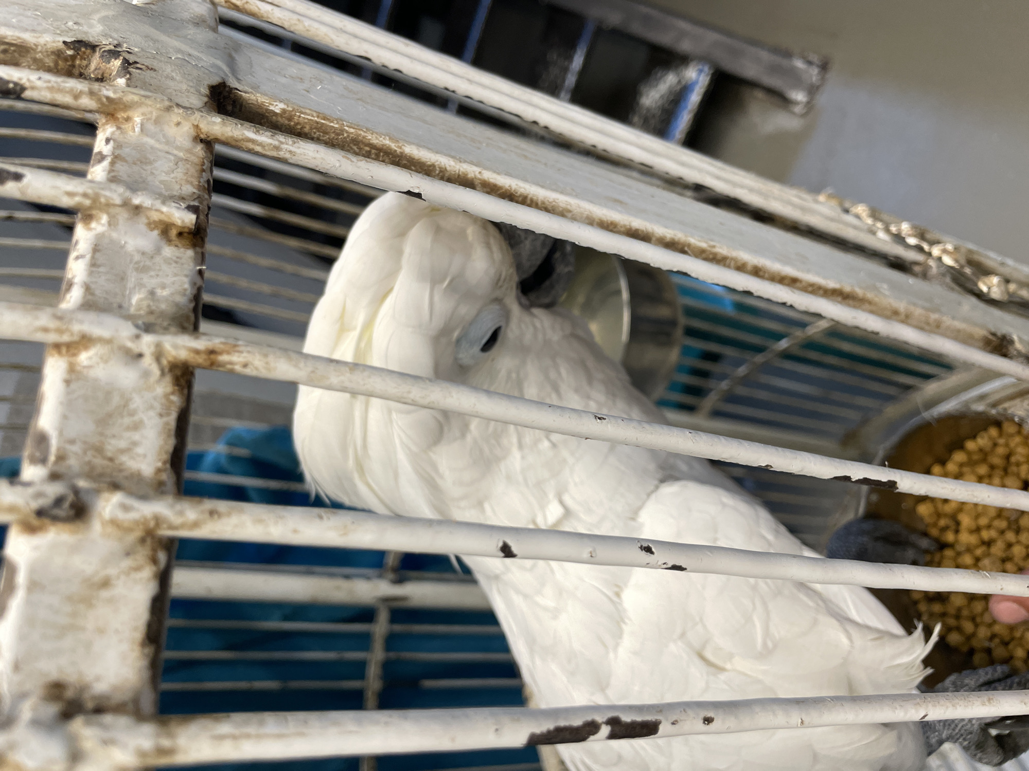 A white cockatoo is shown in a dirty cage with a food bowl filled with pellets. The bird is looking down at its food. The cage bars are rusty and covered in what appears to be bird droppings. The background is blurred but suggests an indoor setting with blue walls and shelves. The image quality is poor, with a lack of detail and focus.