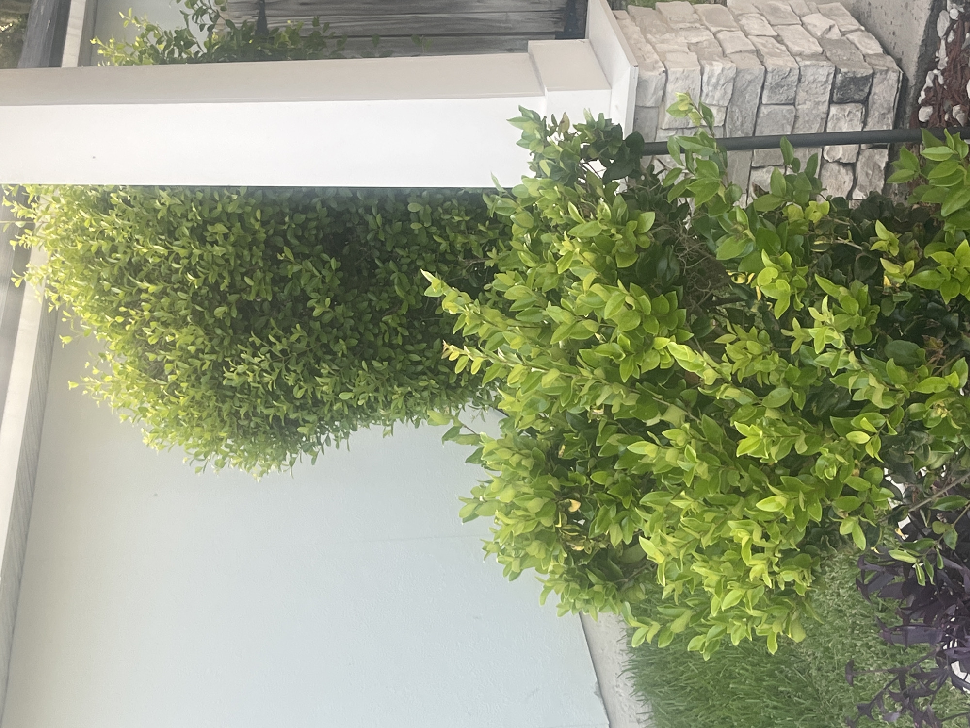 This image depicts an outdoor scene in Jacksonville, United States of America, likely a residential or commercial property. In the foreground, there are two vibrant green bushes. The bush on the left is smaller and more rounded, while the one behind it is taller and more expansive, creating a layered effect. To the right of the bushes, a tall, white rectangular pillar is visible, which appears to be part of a porch or architectural feature. The pillar is situated on a base constructed of light-colored, stacked stone. Behind the pillar, a dark, slatted fence or gate can be seen, suggesting a boundary or entrance. To the far left of the image, a light-colored wall, possibly stucco or concrete, forms a backdrop. The ground in front of the bushes is covered with green grass and a scattering of dark mulch and small white stones. The overall impression is a well-maintained outdoor area with lush vegetation.