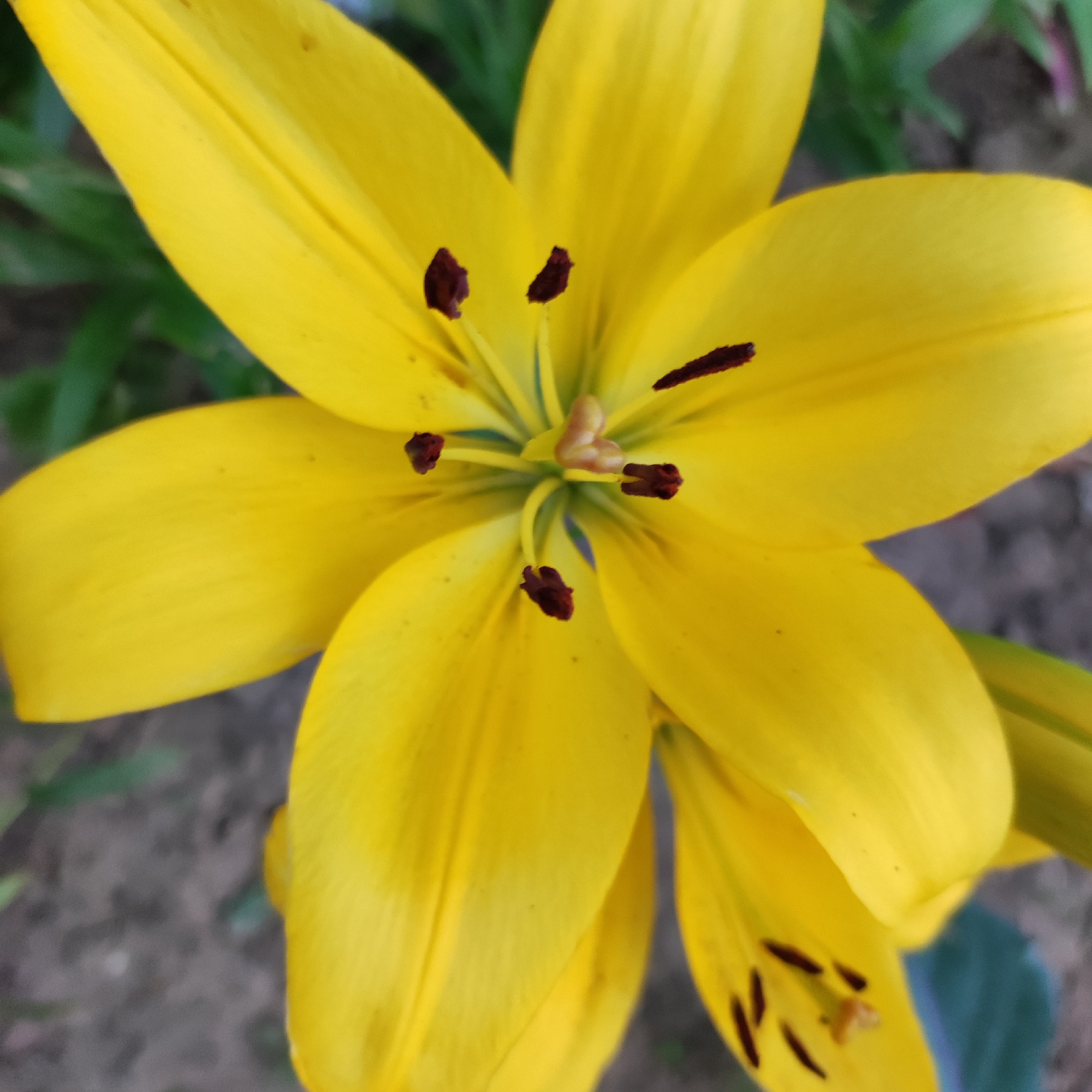 The image is a close-up shot of a bright yellow lily flower, likely in a garden or natural setting. The focus is on the intricate details of the flower's petals, stamens, and pistil. The petals are large, overlapping, and a vibrant yellow, with subtle veins visible. The stamens are dark brown, tipped with pollen, and are arranged in a star-like pattern around the center of the flower. The pistil is a lighter, yellowish-green color. The background is softly blurred, showing hints of green foliage and dark soil, suggesting an outdoor environment. There are no people or specific landmarks visible in the image. The city of Navoloki, Russia, is not depicted or referenced in the visual content of the image.