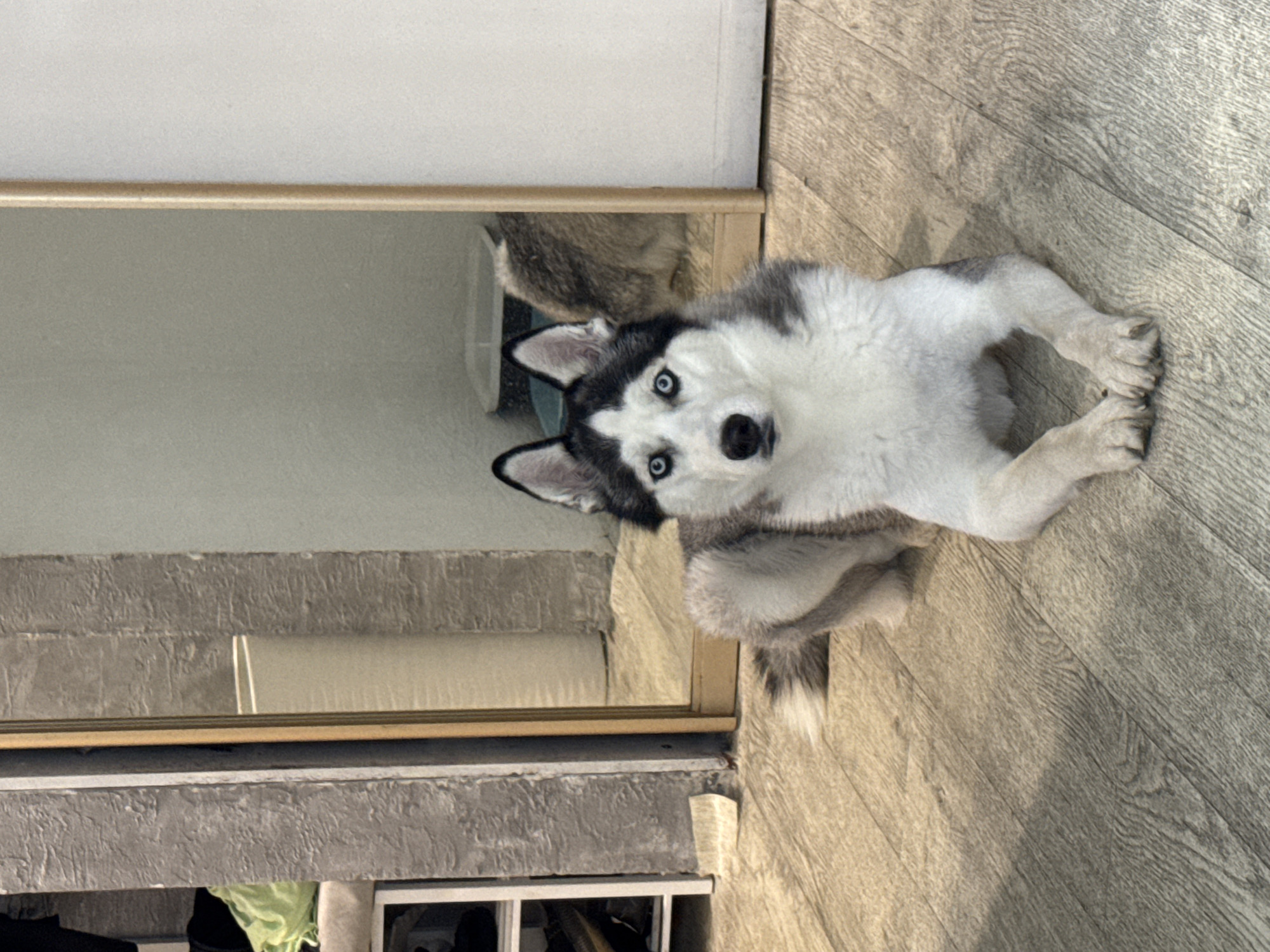 A husky dog with blue eyes, black and white fur sits on a light-colored wooden floor next to a light-colored door or wall. The dog is facing upwards. The door or wall has a metal frame and a mirrored surface. Below the door or wall is a section with a concrete-like surface with various objects visible.