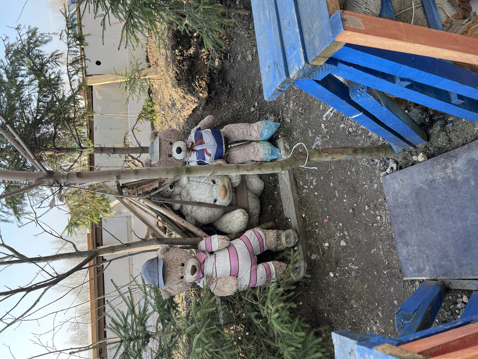 The image shows a ground-level outdoor scene. Three stuffed teddy bears are lying in the dirt. One wears a blue cap and a white outfit with pink stripes. Another wears a white and blue life vest and has blue plastic bags over its feet. The third teddy bear is a light color, partially obscured beneath the other two. Small evergreen trees are planted around the teddy bears. To the right of the bears is a stack of blue-painted wooden pallets and a gray, rectangular board lying on the ground. A white wall is visible in the background. The location is likely an outdoor area. It is not possible to verify if the image was captured in the city of Saint Petersburg, Russia.