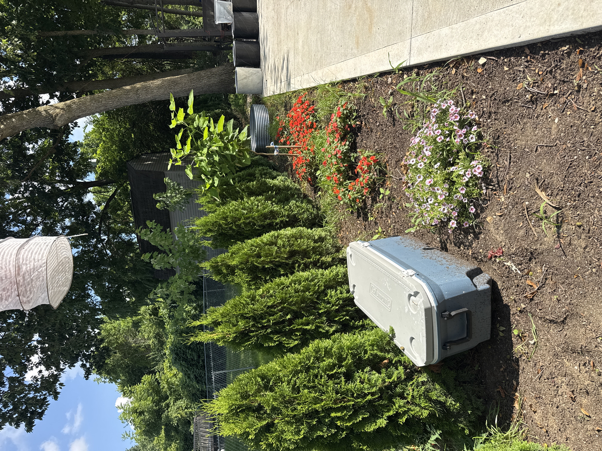 The image depicts a yard in Springboro, United States of America. In the foreground, a blue and grey cooler is placed on the ground next to a row of tall, green evergreen trees. Beyond the trees, there is a garden bed with small red flowers and a cluster of pink and white flowers. Further back, a metal water trough is visible, as well as several large planter pots. The background features a chain-link fence, a small shed, and dense foliage from various trees. The sky is blue with scattered white clouds, and sunlight casts shadows on the ground.