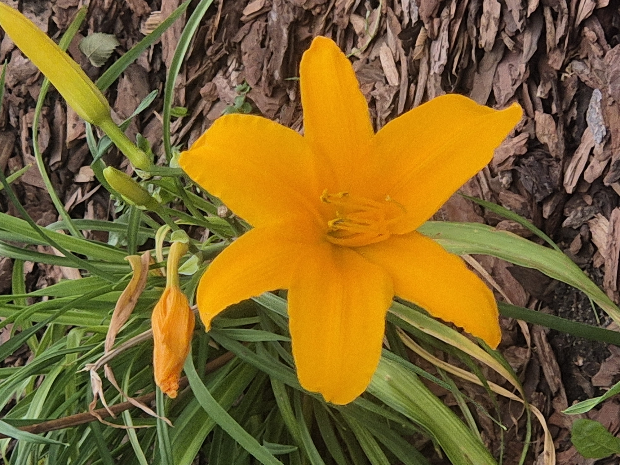 A bright orange daylily is in full bloom, its six petals spread wide. The flower is surrounded by lush green leaves and several buds, one of which is orange and the others are yellow and green. The ground beneath the flower is covered in dark brown mulch. The image is an eye-level close-up shot of the flower, with the mulch providing a textured background. The lighting suggests it is daytime. The image has been cropped and zoomed to focus on the flower and its immediate surroundings. The location of this image is Kokshetau, Kazakhstan.