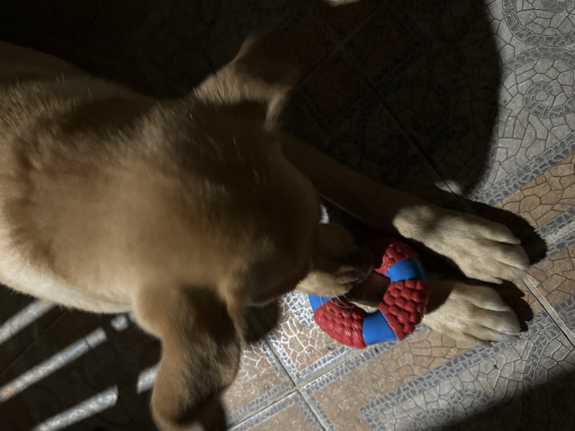 A light-brown puppy is lying on a tiled floor, playing with a red and blue ring-shaped toy. The puppy's head is down, focused on the toy. Sunlight is casting striped shadows across the floor from an unseen window or grate. The overall impression is of a domestic scene, likely indoors, with the puppy engaged in play. No specific location in Sochi, Russia, can be determined from the visual information provided.
