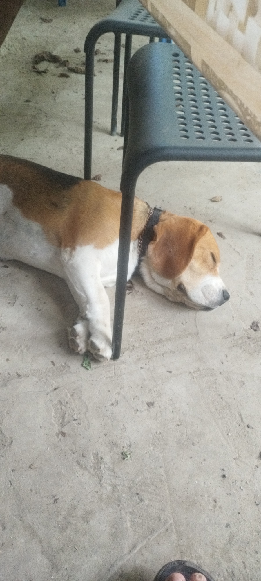 A beagle dog is sleeping on a concrete floor. The dog is lying on its side with its head resting on the ground. Its eyes are closed, and its mouth is slightly open. The dog is wearing a black collar with silver studs. In the background, a black metal chair is visible. The floor is concrete and appears to be outdoors, possibly in a patio or courtyard area. There are some scattered leaves and debris on the ground around the dog. The lighting suggests it is daytime. The overall scene depicts a peaceful moment of rest for the dog.