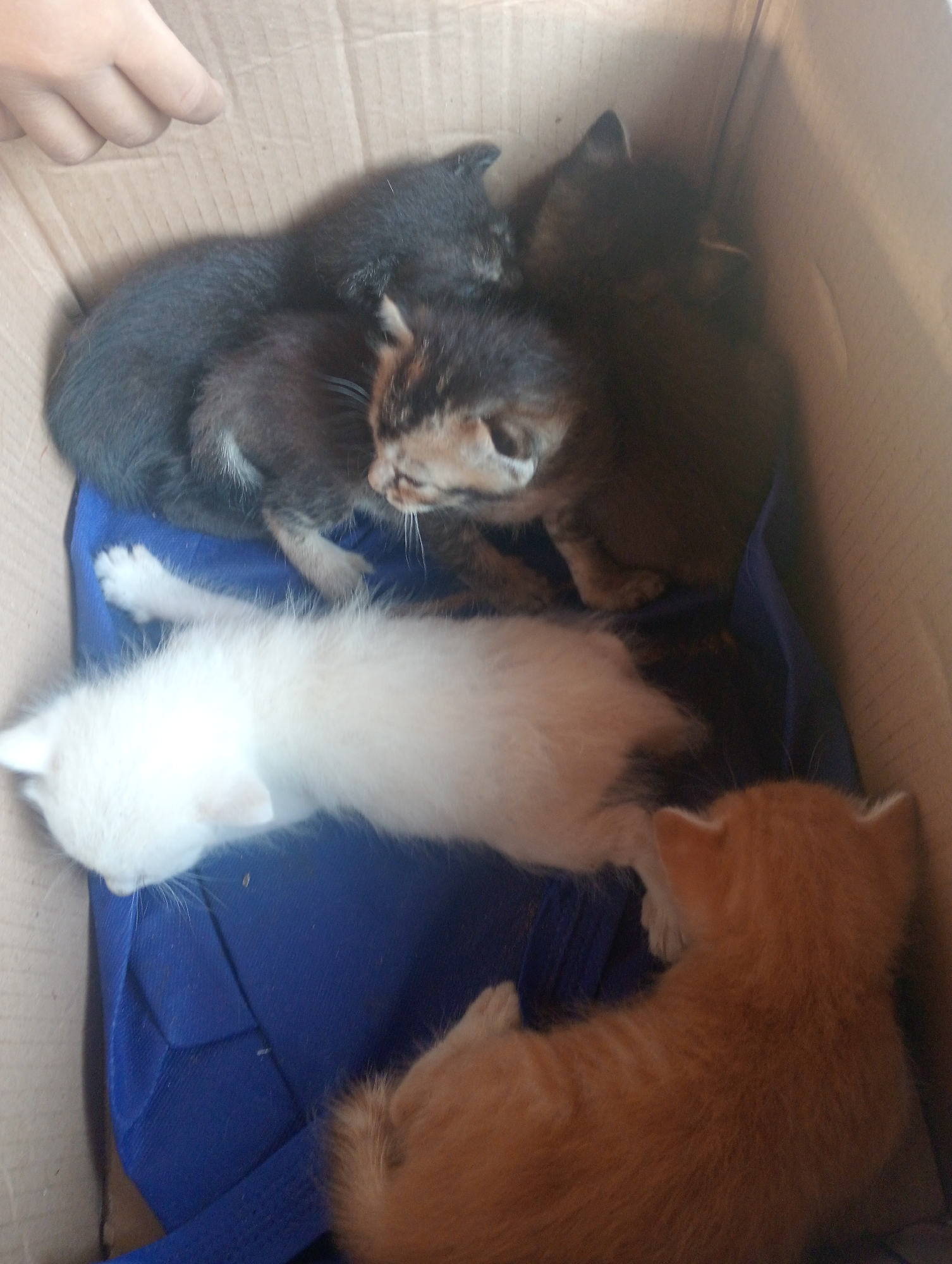 A close-up, top-down shot shows five kittens nestled together in a cardboard box, with a blue fabric lining the bottom. In the upper left corner, a human hand is visible, with fingers extended toward the kittens. From left to right, the kittens are: a white kitten lying on its side, facing left; a black kitten curled up on its side, facing away from the camera; a calico kitten partially visible, looking to the left; another black kitten further back, facing right; and an orange tabby kitten lying on its back, facing left. The kittens appear to be young. The scene is likely indoors, given the cardboard box and fabric. There are no discernible landmarks or environmental details that would indicate a specific location within Muara, Indonesia.