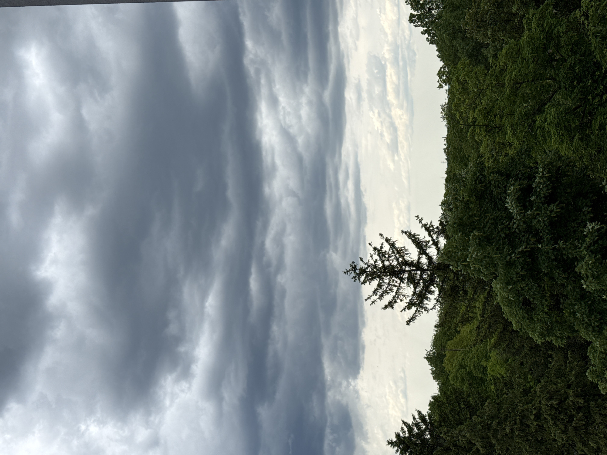 The image shows a cloudy sky with dark gray clouds filling the left portion of the frame. On the right, there are green trees, including what appears to be a fir tree silhouetted against a lighter portion of the sky. The image appears to be taken outdoors during the daytime. There is no other identifying information in the photo. No definitive information indicates the location is Pleven, Bulgaria.