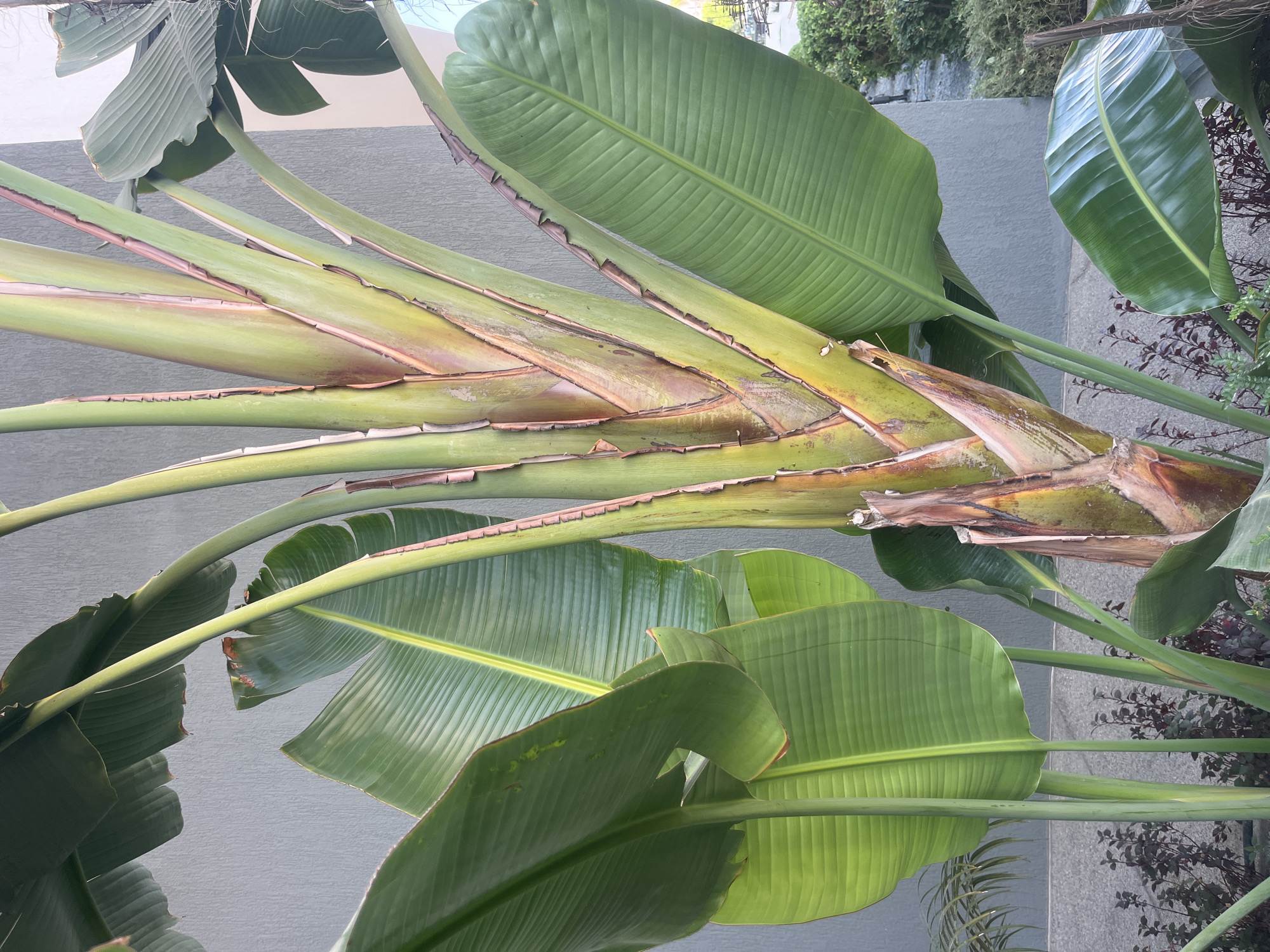 The image shows a close-up view of a large, tropical plant, likely a Traveler's Palm (Ravenala madagascariensis), with its characteristic fan-shaped arrangement of broad, green leaves and a sturdy, fibrous stem. The plant is situated outdoors against a textured gray wall, likely part of a building. In the background, there are hints of other greenery, including smaller, darker bushes and possibly some lighter foliage further back, suggesting a landscaped area. The lighting indicates it might be daytime, possibly overcast or in shade, as there are no harsh shadows. The scene is devoid of any people or animals. This plant is commonly found in the Mediterranean climate of Cyprus, and given the context of a gray, textured wall, it is likely located in a garden or courtyard area within a residential or commercial property in the Germasogeia Municipality, Cyprus.