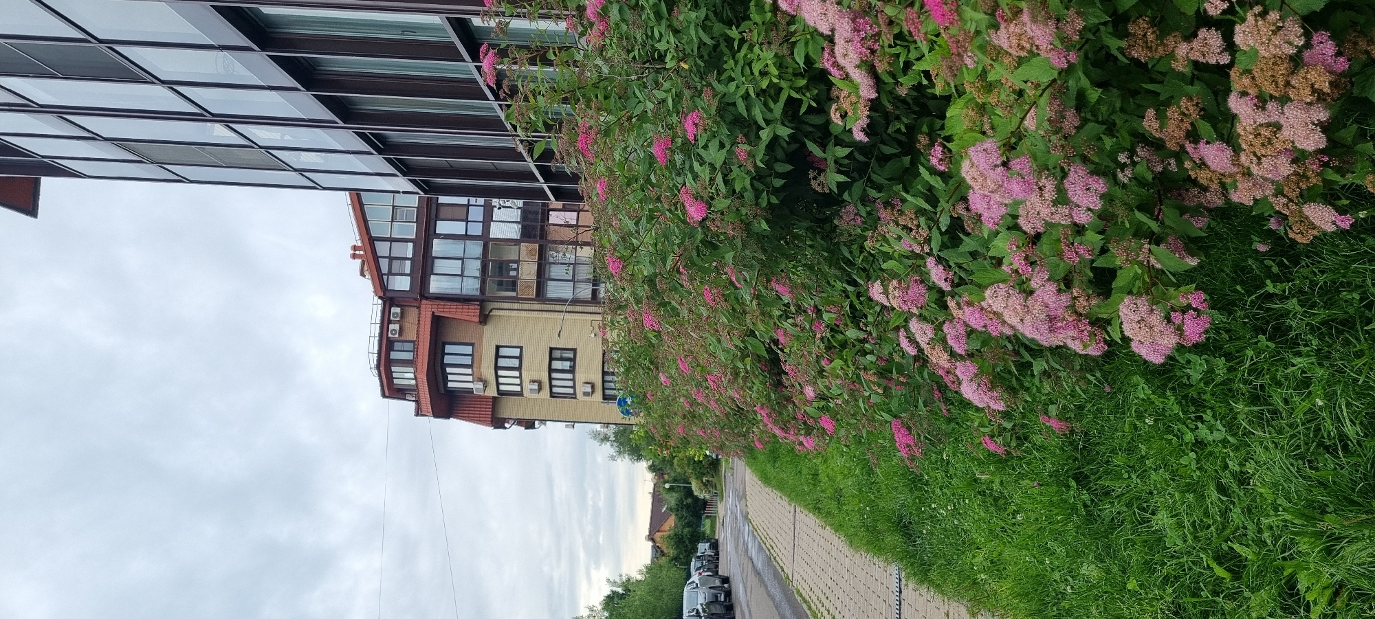 The image depicts a street scene in Romashkovo, Russia, with a focus on a row of flowering bushes alongside a sidewalk. On the right side of the image, a modern building with a dark facade and numerous glass windows stands tall. To the left of the building, a multi-story residential building with a red tiled roof and beige exterior walls is visible. In the foreground, lush green grass lines the sidewalk, which is paved with light-colored square tiles. The flowering bushes are abundant, featuring clusters of small pink flowers. A street is visible on the left, with several parked cars. The sky is overcast, suggesting a cloudy day.