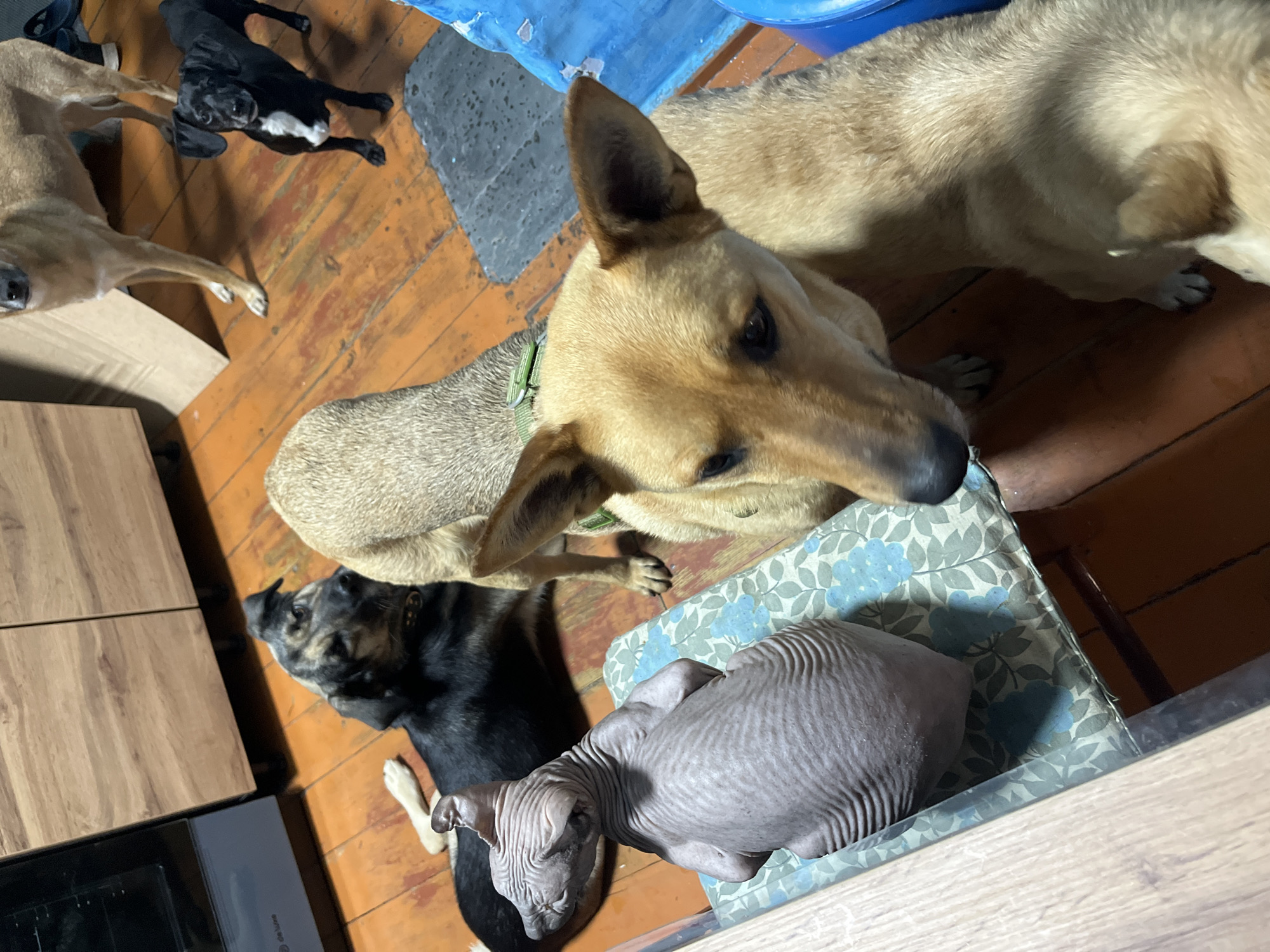 The image shows a domestic scene with several animals on a wooden floor. The main subjects are three dogs of varying sizes and colors, and a hairless cat, likely a Sphynx, resting on a patterned cushion. One of the dogs, a tan-colored breed, is in the foreground, looking directly at the camera with a somewhat alert expression. Next to it, a smaller dog with black and tan markings is lying down, its head resting on the floor. Another dog, mostly out of frame, appears to be a similar tan color to the first dog. The hairless cat is curled up on a blue and white floral cushion, its wrinkled skin clearly visible.
The setting appears to be indoors, with a wooden floor and a glimpse of what might be furniture or cabinets on the left side of the frame. A blue tarp or mat is visible in the background, along with some indeterminate objects. The lighting suggests it might be daytime, but the light source is not obvious. The overall atmosphere is casual and relaxed, indicating a moment of downtime for the pets. There is no visible text in the image. The location context of Nizhny Tagil, Russia, does not provide specific visual cues within the image itself.