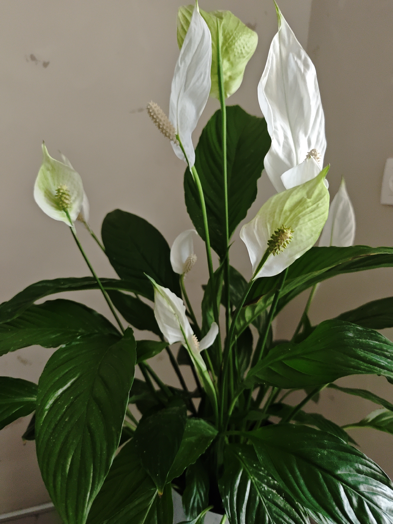 A close-up, eye-level shot captures a Peace Lily plant with several white spathes and green leaves, set against a neutral, beige wall with some faint marks. The lighting appears to be artificial, casting soft shadows. The plant is the sole subject, with no people or animals present. The environment suggests an indoor setting, possibly a home or office, in Tiraspol, Moldova. The image is sharp and well-focused on the plant.