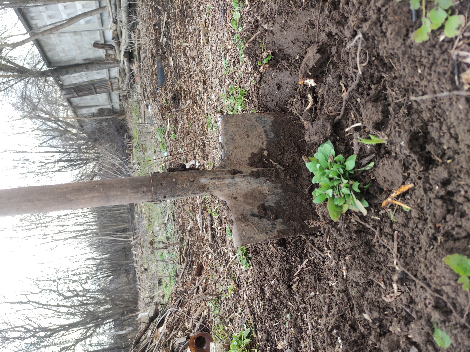 The image depicts an outdoor scene, likely a garden or yard area, with a shovel partially embedded in dark, rich soil. The shovel's metal blade is visible, covered with soil, and its wooden handle extends upwards and to the left. To the right of the shovel's blade, a small cluster of vibrant green plants with broad leaves is growing from the disturbed earth.
The ground around the shovel and plants is a mix of dark soil and scattered organic debris, including dry leaves, twigs, and small branches. Further into the mid-ground, more patches of sparse green growth are visible among the brown and grey detritus. A dark object, possibly a tire, is partially visible embedded in the debris on the left side of the frame.
In the background, a row of bare, deciduous trees with intricate branch patterns stretches across the horizon, suggesting late winter or early spring. Behind these trees, and partially obscured by them, is a simple, rustic structure, possibly a shed or an old building, constructed from what appears to be concrete slabs or corrugated metal sheets. The sky, visible above the trees, is bright and overcast, indicating daytime. The scene conveys a sense of manual labor or preparation, possibly gardening, given the shovel and disturbed soil. There are no people visible, and no discernible text is present.