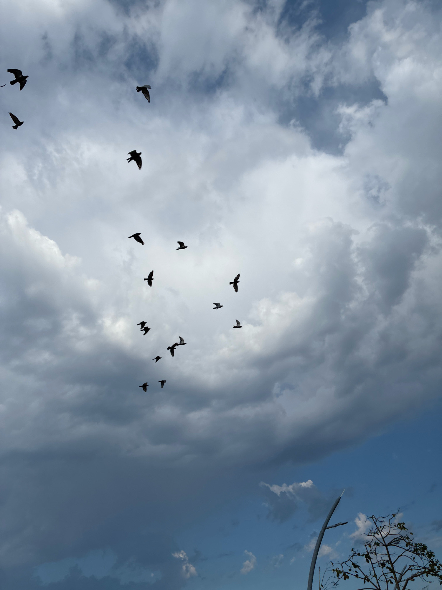 In Alanya, Turkey, a flock of birds is silhouetted against a dramatic sky filled with clouds, transitioning from bright white to dark grey. The birds are dispersed across the frame, some flying individually and others in small groups, their forms captured in mid-flight. The lower portion of the image shows a clear blue sky, with the top of a streetlamp and the branches of a tree visible at the bottom right, suggesting an outdoor urban or park setting.