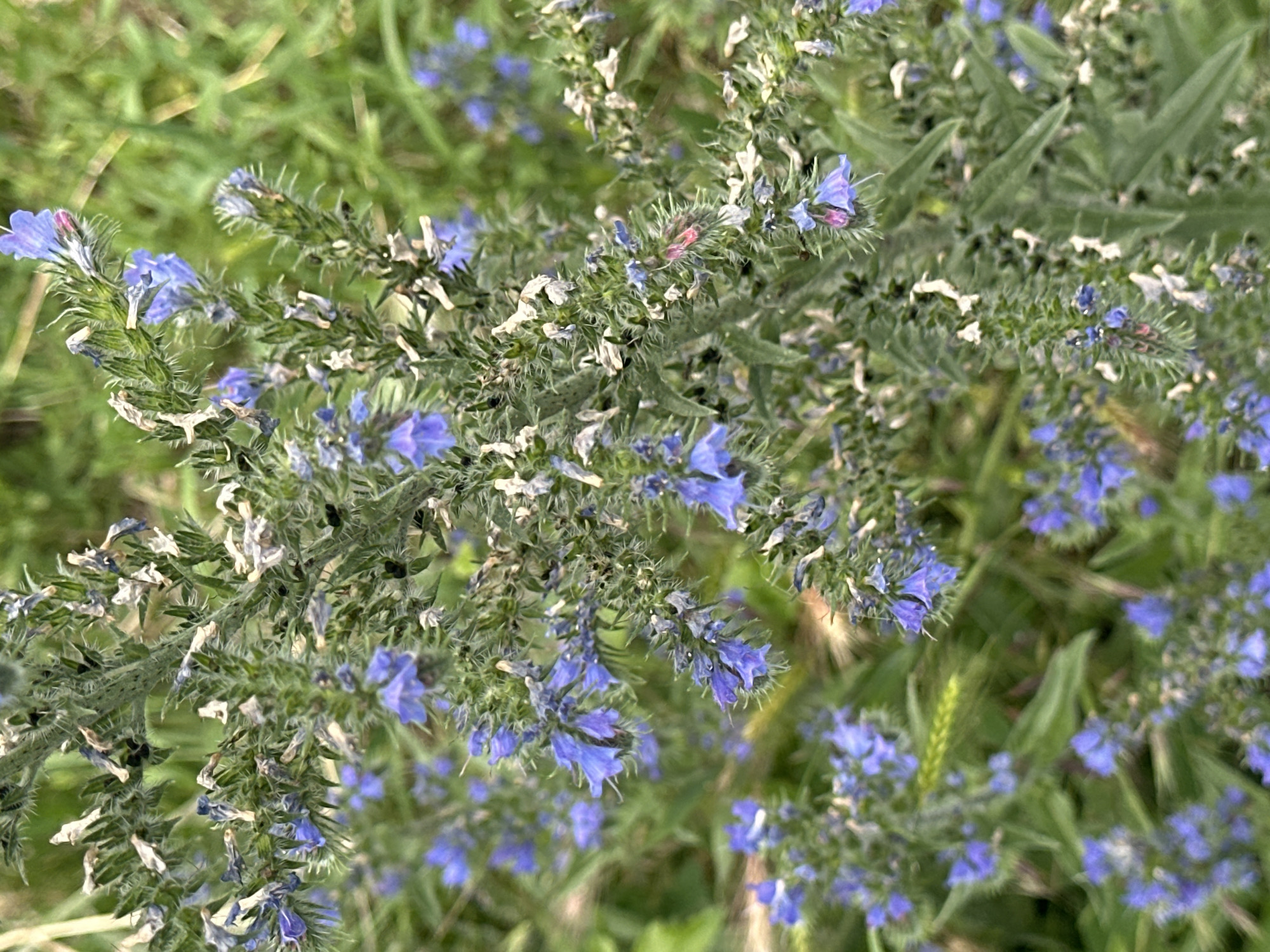A close-up, shallow depth of field shot shows a cluster of small, vibrant blue flowers with some dried, brown foliage, likely growing on a plant with fuzzy, green stems. The background is blurred green, suggesting an outdoor, natural setting. The image appears to be taken in Sofia, Bulgaria, where such wildflowers are common in green spaces and fields. No people or specific actions are visible. The overall impression is one of natural, uncultivated beauty.