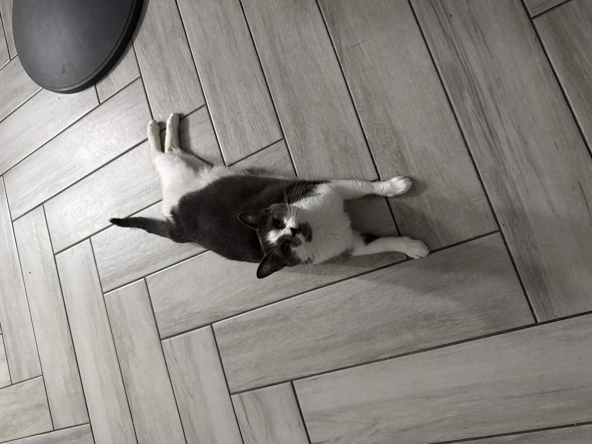 A grey and white cat lies on a light-colored, wood-grain tiled floor. The cat is in the center of the frame, facing the camera with its body stretched out and its hind legs extended. Its front paws are tucked underneath its body, and its tail is raised. The floor tiles are laid in a herringbone pattern. A dark, circular object, possibly a table base, is visible in the upper right corner of the image. The scene is indoors, in a residential setting.
