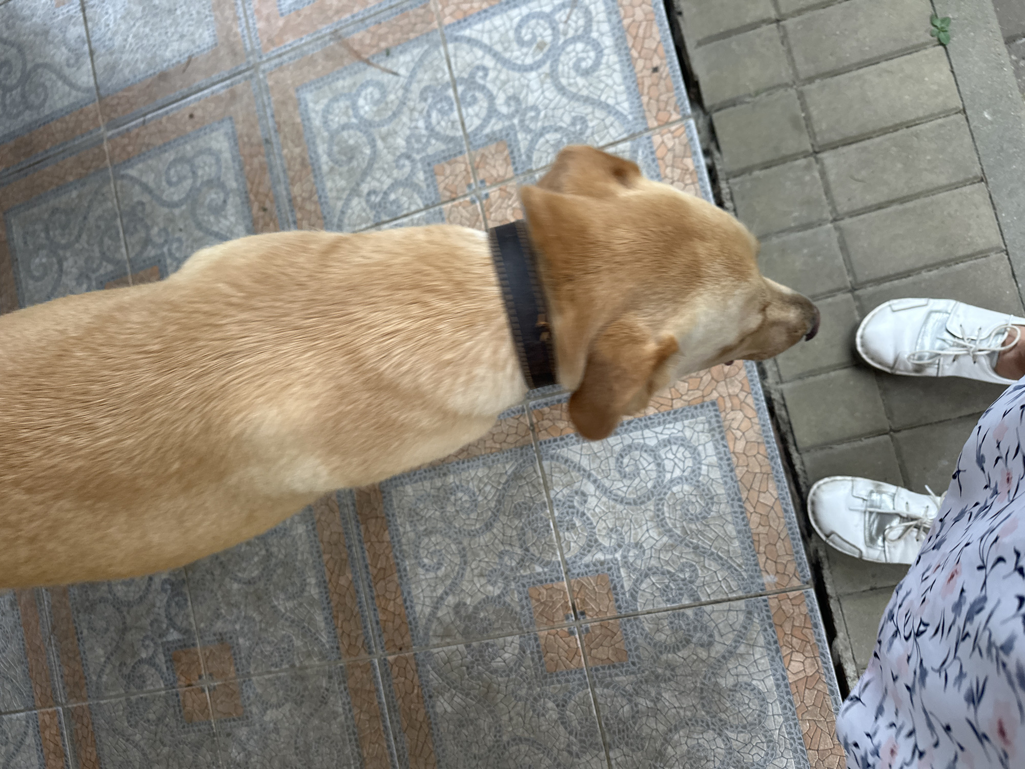 An overhead shot captures a light brown dog wearing a black collar walking on a tiled walkway. The dog is in motion, its body blurred, facing downwards towards the ground. To the left of the dog, a person's legs are visible, clad in white sneakers and a patterned skirt. The walkway is composed of patterned tiles and grey rectangular pavers. This scene is located in Sochi, Russia, with the distinct patterned tiles often found in pedestrian areas and courtyards within the city.