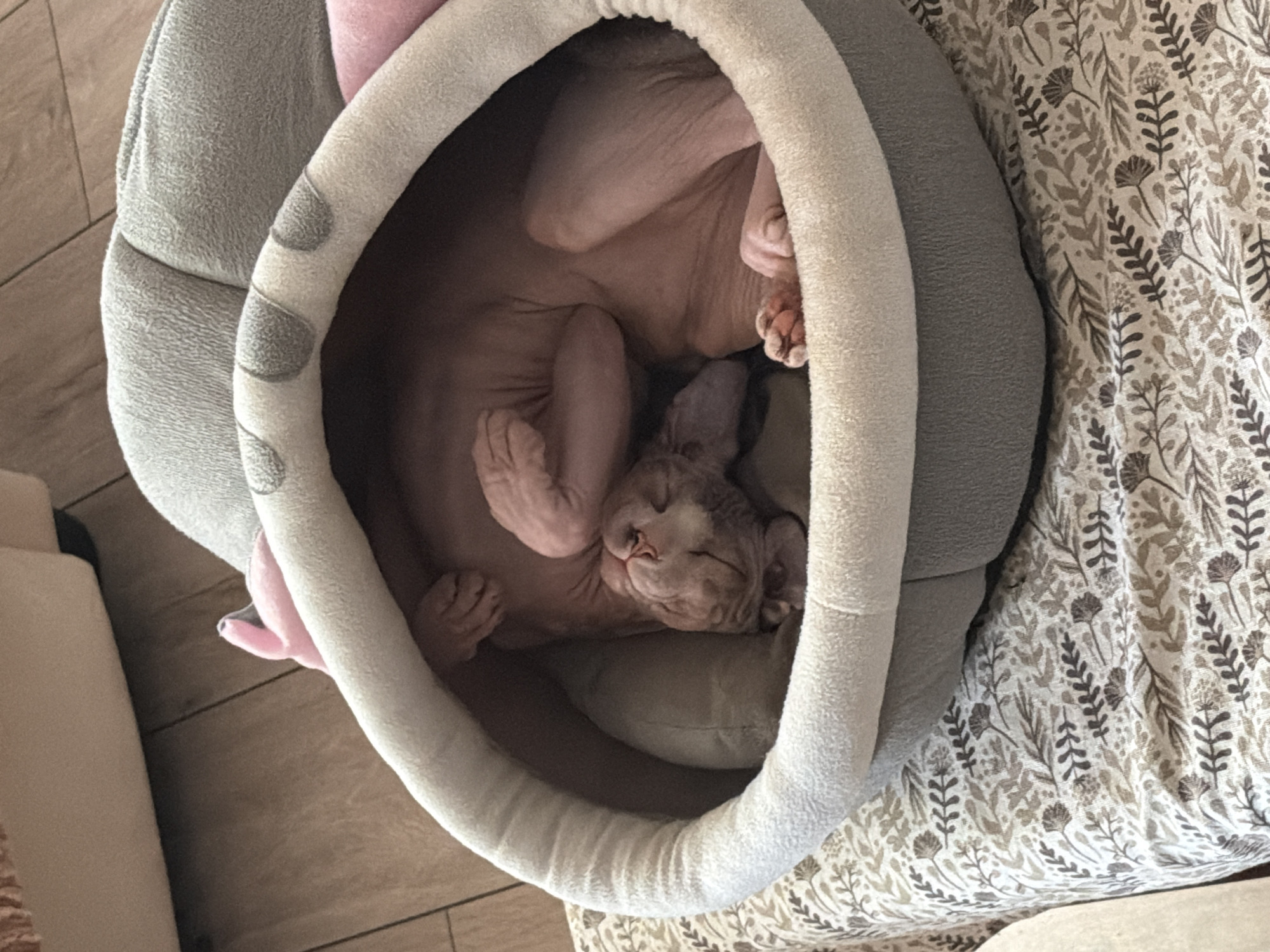 A hairless cat is sleeping comfortably in a pet bed. The cat is pinkish-brown and curled up on its side, with its eyes closed. The pet bed is round and made of soft, grey fabric with a white rim. It is placed on a patterned blanket. The background shows a wooden floor. This image was taken in Odesa, Ukraine.