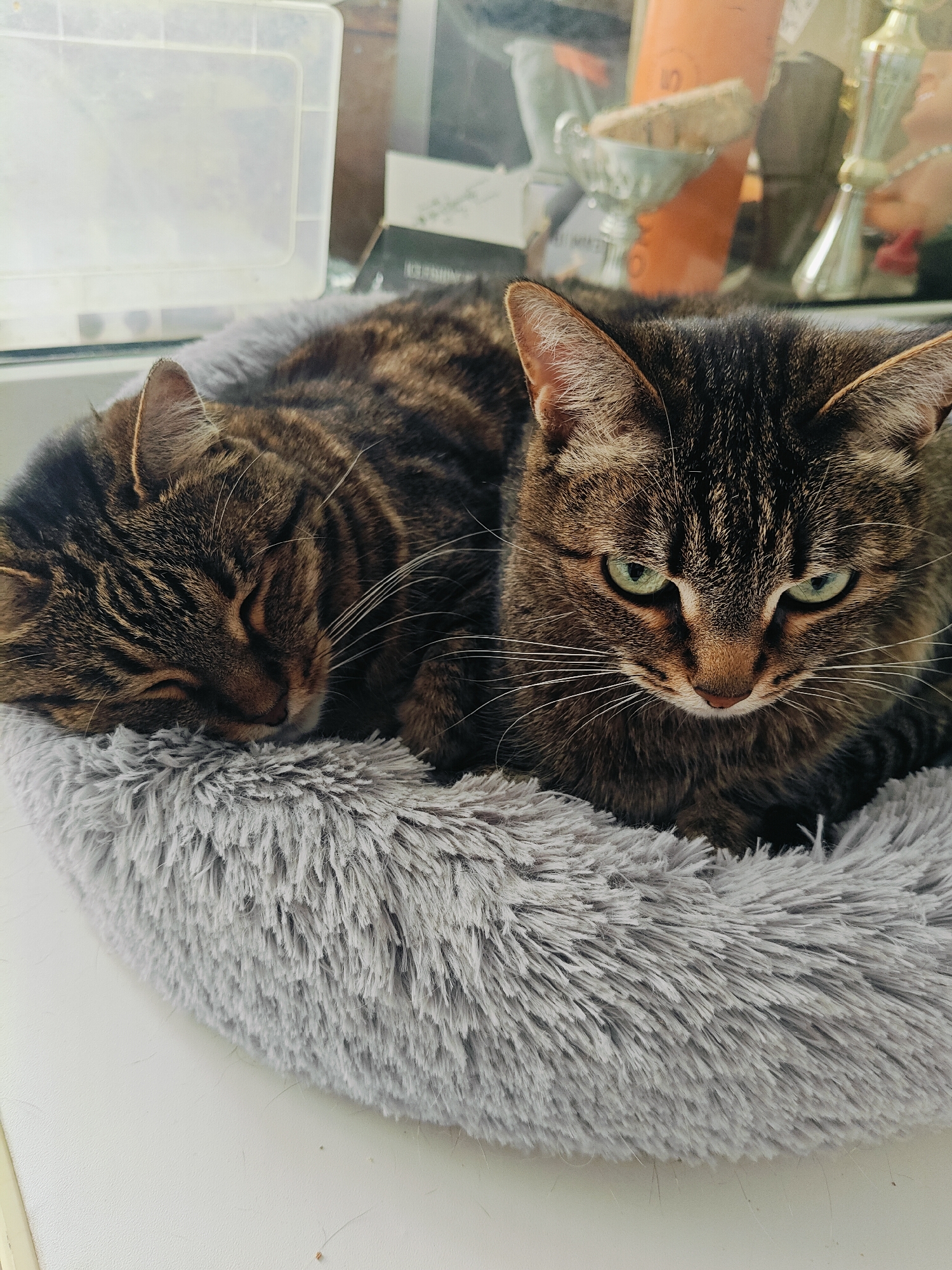 Two tabby cats are resting in a fluffy gray cat bed on a white surface. The cat on the left is sleeping with its eyes closed. The cat on the right is awake and looking forward with green eyes. In the background, there is a clear plastic container and some blurred objects that appear to be on a shelf. This image was taken indoors, likely in a residential setting. There is no information to indicate the location is in Chaikovsky, Russia.