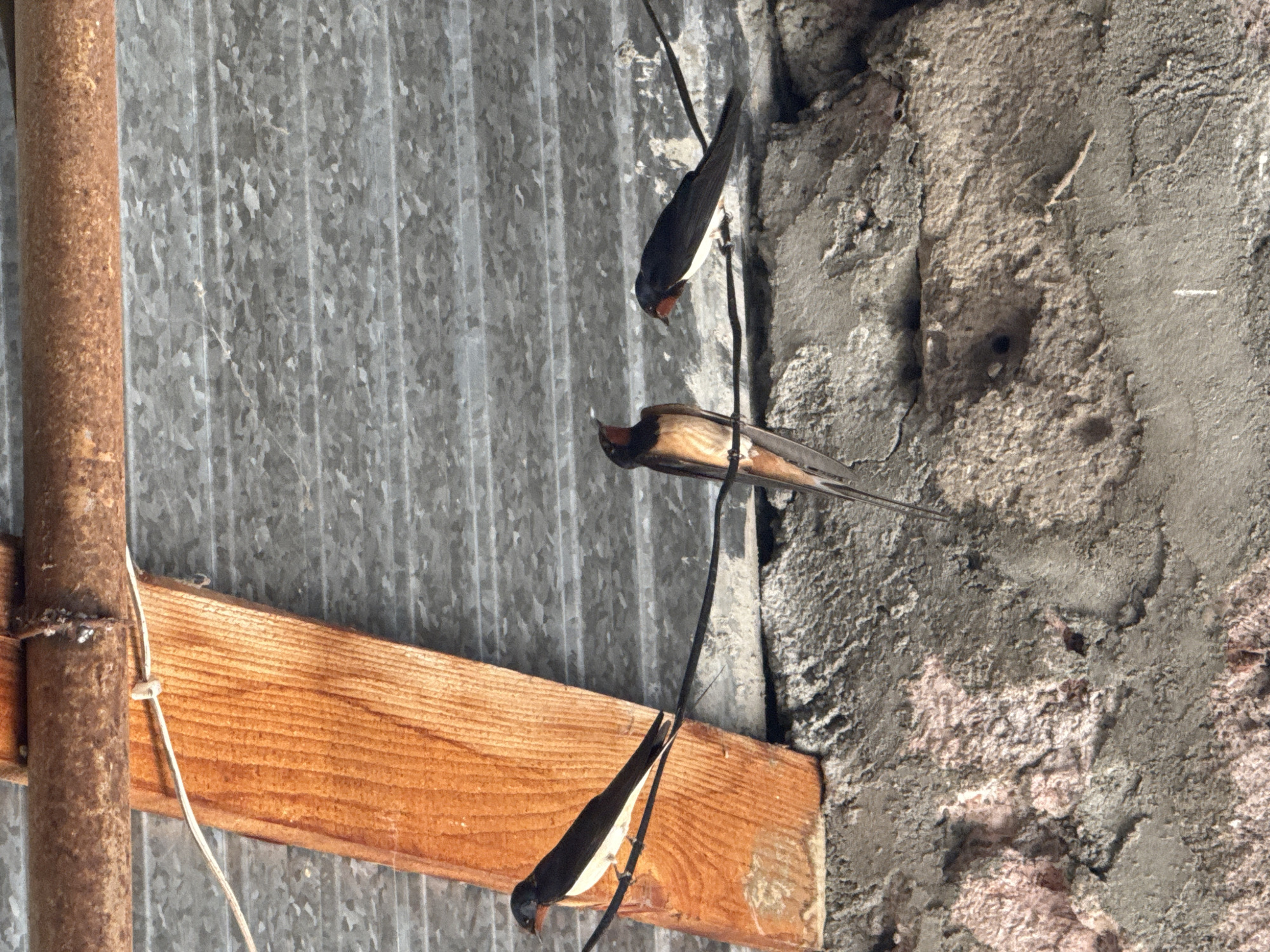 Three swallows perch on a wire suspended above a textured concrete surface. The birds are dark on top with white undersides and reddish-brown throats. The swallow on the left is facing left, while the middle and right swallows are facing towards each other. Behind the birds, a corrugated metal surface is visible, with a wooden plank and a rusty pipe running horizontally above it. The scene appears to be an outdoor, possibly rustic, setting.