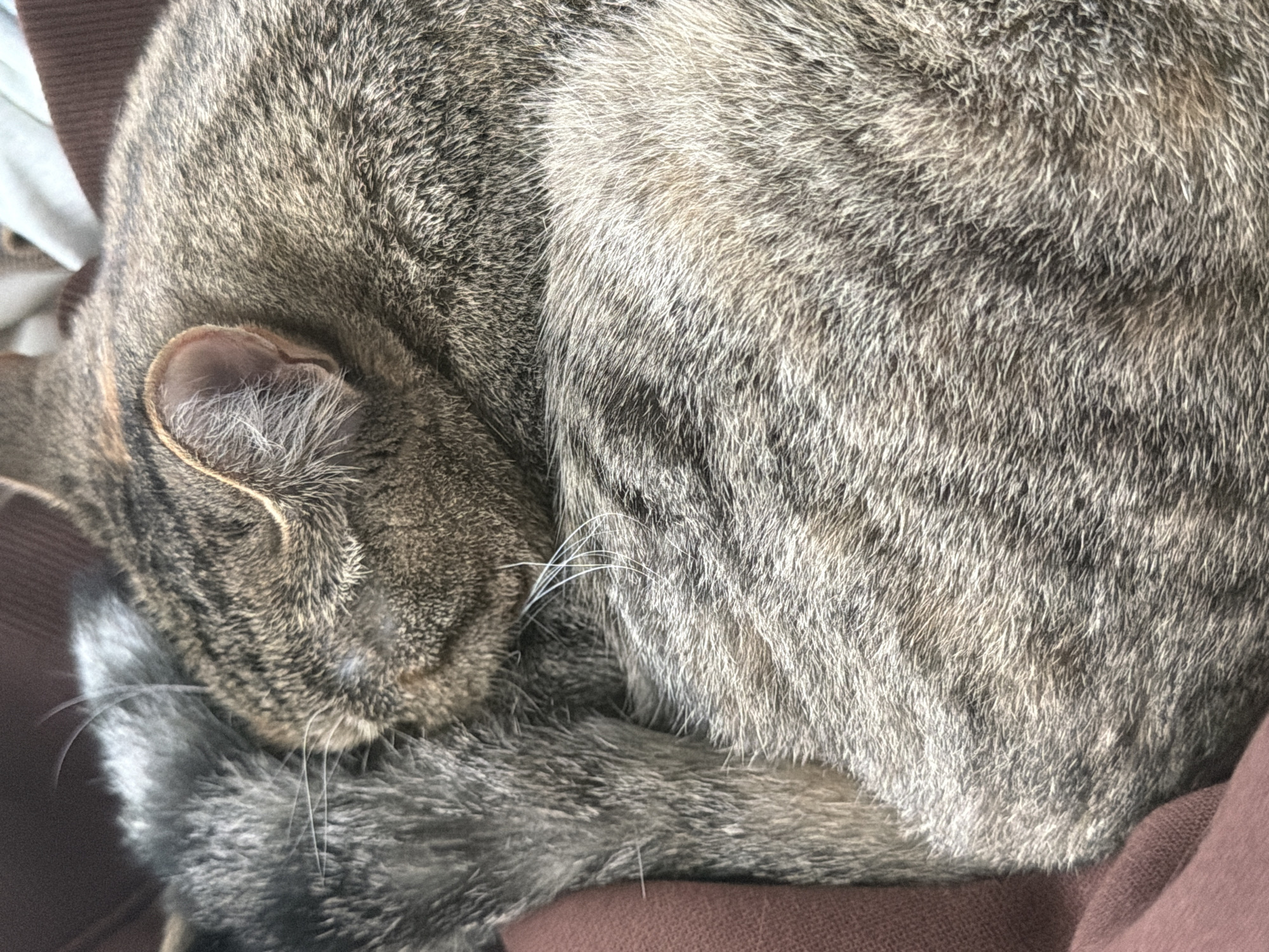A close-up, overhead view shows a domestic cat curled up and sleeping. The cat's fur is a mix of grey, brown, and black tabby stripes, with some white whiskers visible. The cat's ear is visible on the left side of the frame, and its face is tucked in towards its body. The cat is resting on a brown fabric surface, possibly a blanket or piece of furniture. The lighting suggests it is daytime, but there are no strong shadows to indicate a specific time of day. The scene is intimate and peaceful, conveying a sense of comfort and relaxation. There is no visible text in the image.