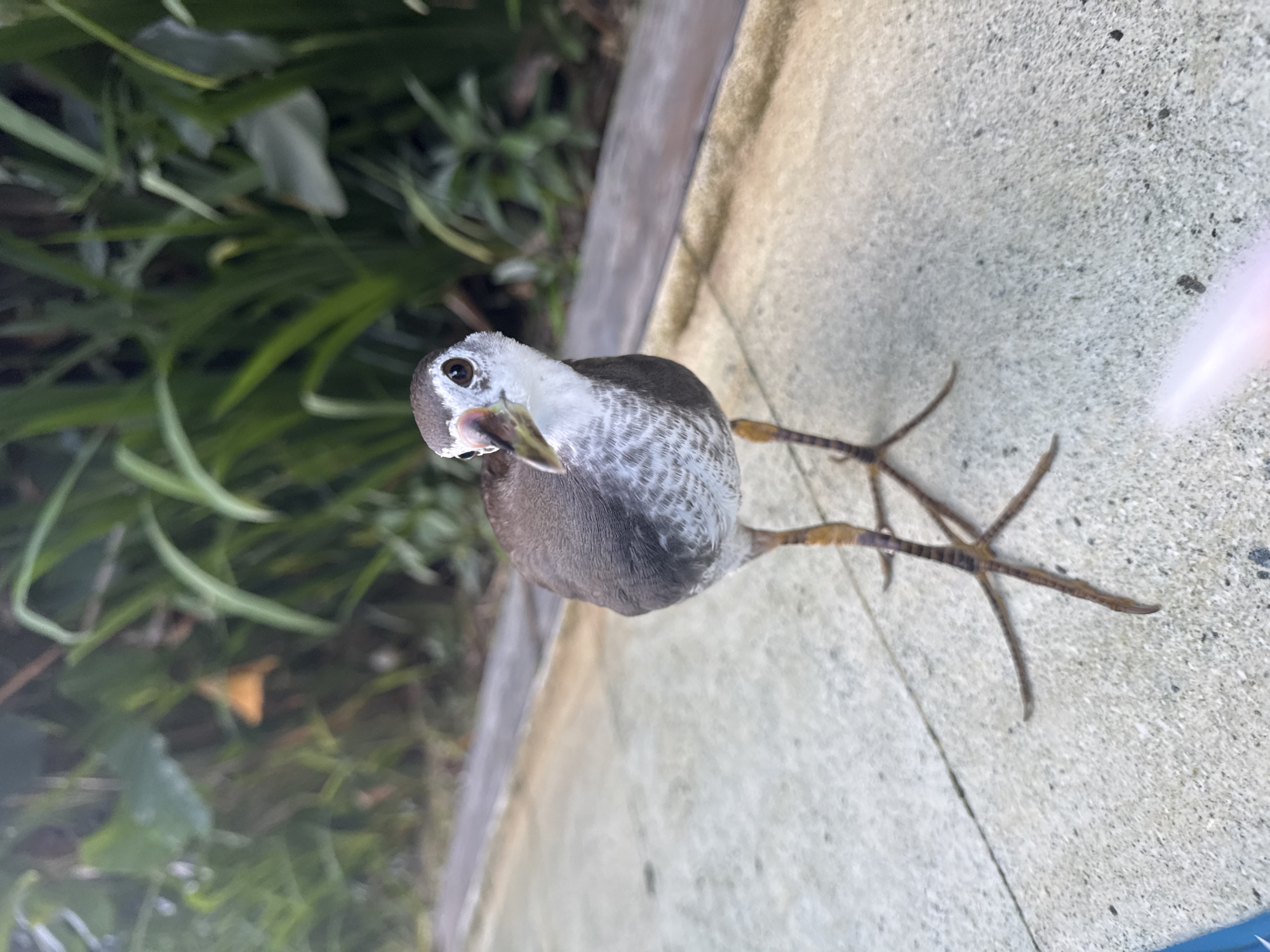 A juvenile white-breasted waterhen stands on a light grey concrete surface, with green foliage visible in the background. The bird has light grey, mottled feathers on its head and neck, transitioning to darker grey plumage on its body. Its beak is a light yellowish-green color, and its legs are long and thin, with visible stripes. The concrete surface appears to be part of a wall or walkway, with a grey edge visible to the left. The image location is Kuta Selatan, Indonesia, but there is no other data to derive forensic details such as dates or specific locations.