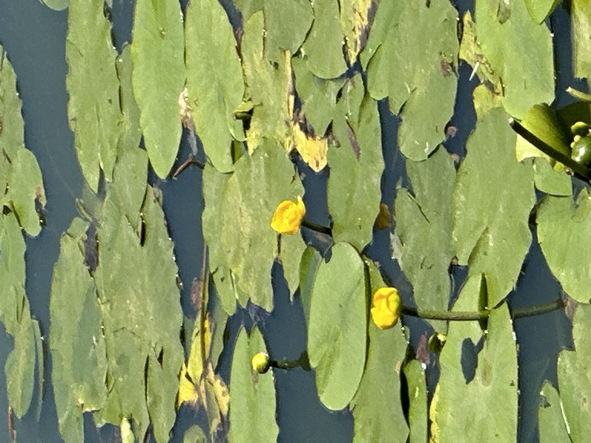 This media file is a close-up, eye-level shot of yellow water lily flowers and their lily pads floating on dark water. The scene is bathed in natural light, suggesting it is daytime. The focus is on the vibrant yellow of the two fully bloomed flowers and a budding flower, which stand out against the lush green of the lily pads and the deep blue of the water. Some of the lily pads show signs of age, with brown discoloration and some holes, adding a touch of natural imperfection to the otherwise serene composition. The water reflects the surrounding greenery and hints at the depth of the pond or lake. The setting appears to be a natural body of water, possibly a pond or lake, with dense lily pad coverage. Given the location context of Ostafievo, Russia, this scene likely captures a tranquil moment in the Russian landscape during the warmer months when water lilies are in bloom. There is no text visible in the image.