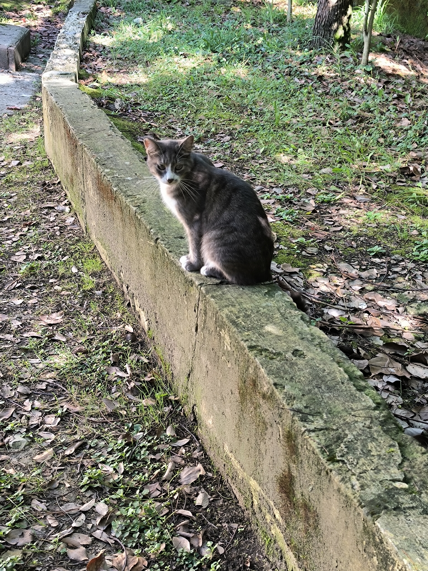 A medium-haired, gray and white cat is sitting on a moss-covered concrete ledge in a park-like setting. The cat is facing the camera with its front paws tucked beneath its body. The background consists of green grass, fallen leaves, and trees. The concrete ledge appears to be part of a raised flower bed or garden border. The scene is outdoors, and the lighting suggests it is daytime. The image is taken from a slightly elevated angle, looking down at the cat. The location is identified as Sochi, Russia.