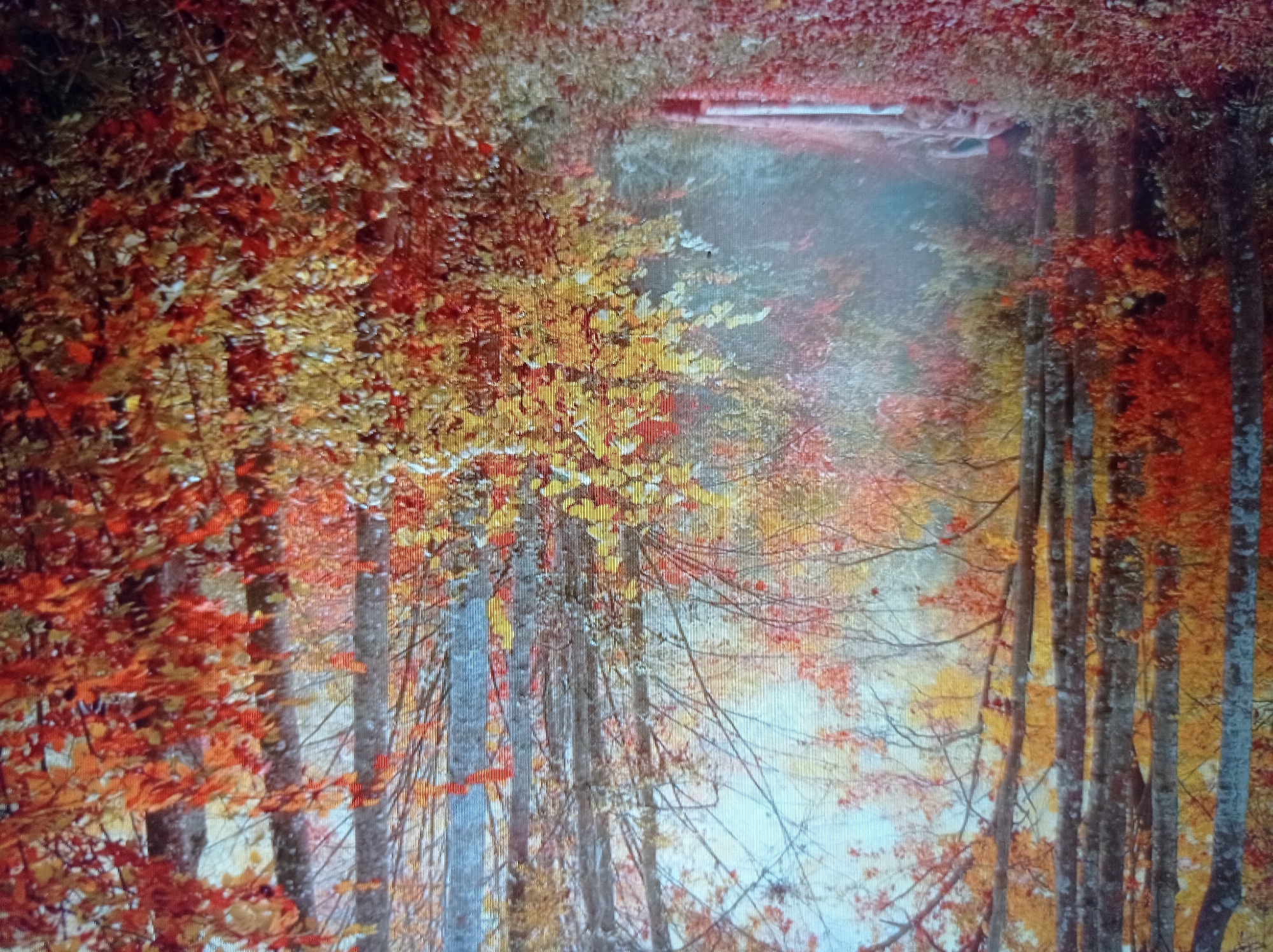 The image depicts a forest path during autumn. Tall trees with trunks of varying textures and colors, predominantly grey and brown, line the path. The foliage is a vibrant mix of reds, oranges, and yellows, indicating the fall season. Scattered leaves cover the ground, creating a colorful carpet. A light mist or fog drifts through the scene, obscuring parts of the background and adding a sense of depth. In the middle ground, a fallen log or logs are visible, partially covered by leaves and possibly some undergrowth. The overall impression is one of a serene and picturesque natural setting. There is no indication of the city of Mukachevo, Ukraine within the image.