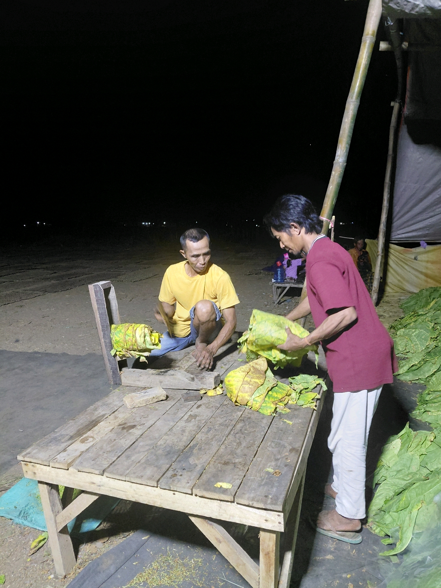 In Bimo, Indonesia, at night, two men are processing large bundles of tobacco leaves. A man in a yellow t-shirt and blue shorts is seated on a wooden table, using a tool to break apart a bundle of tobacco leaves. To his right, a man in a maroon t-shirt and white pants is holding a large bundle of tobacco leaves. A rough wooden table is in the foreground, with tobacco leaves scattered on it and the ground. In the background, a makeshift shelter is constructed with bamboo poles and tarp. The environment is dimly lit, suggesting an outdoor setting at night.