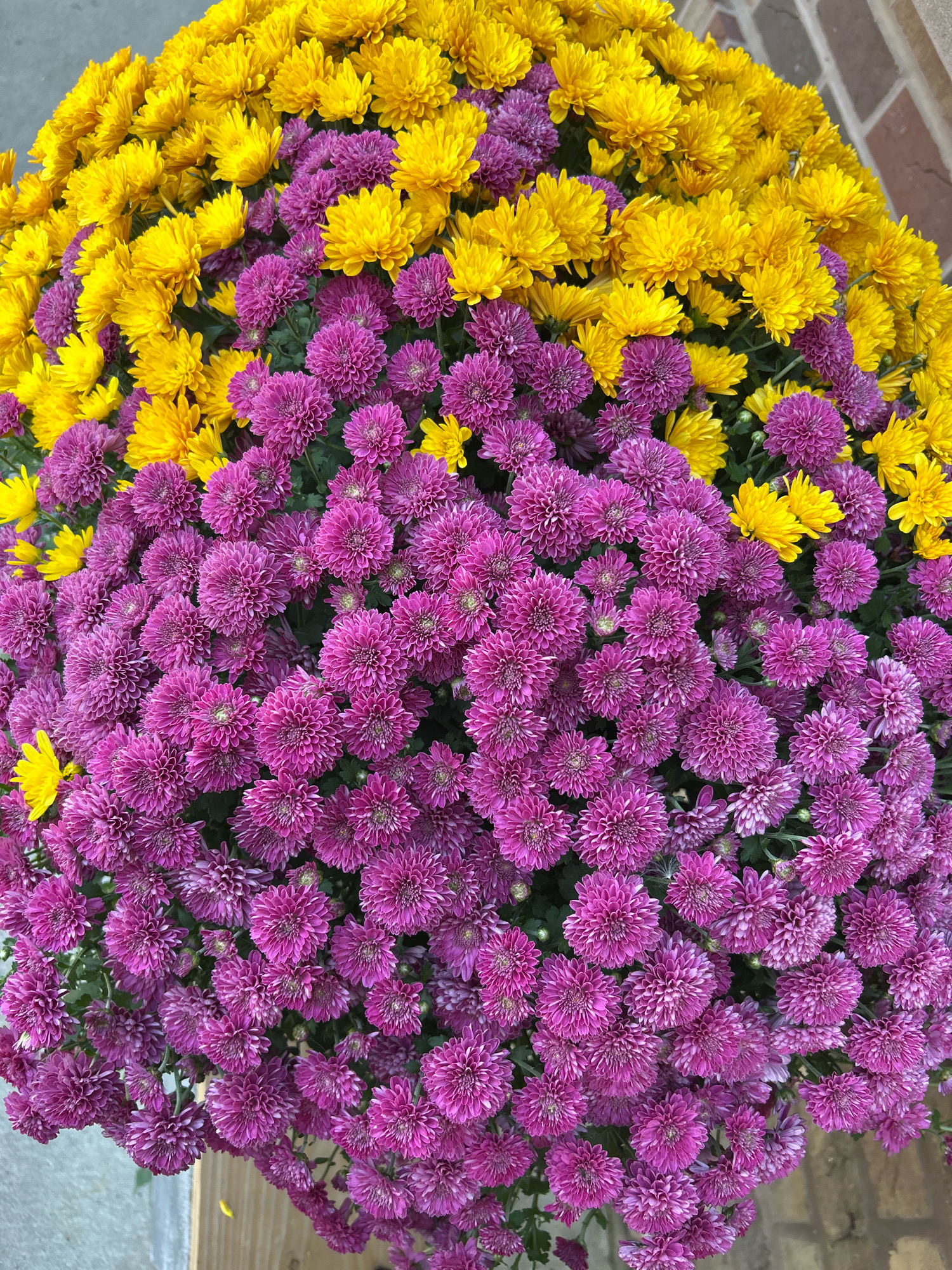 A close-up, overhead shot captures a dense arrangement of chrysanthemums, primarily in vibrant shades of purple and yellow, spilling over a wooden border. The flowers are tightly packed, creating a textured and colorful display. The background features a hint of a brick wall and a gray surface, suggesting an outdoor setting. No people or animals are visible in the frame. The image appears to be taken in Mt. Lebanon, United States of America.