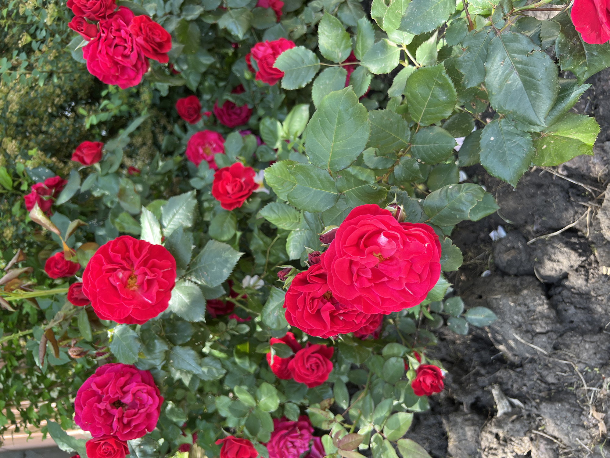 The image shows a cluster of red roses in full bloom, surrounded by green leaves and stems. The roses are of varying sizes, some fully open and others still in bud. The background includes other greenery, possibly shrubs or bushes. The ground is visible in the lower right corner, appearing to be dry soil. The image likely originates from a garden or park in Krasnodar, Russia.
