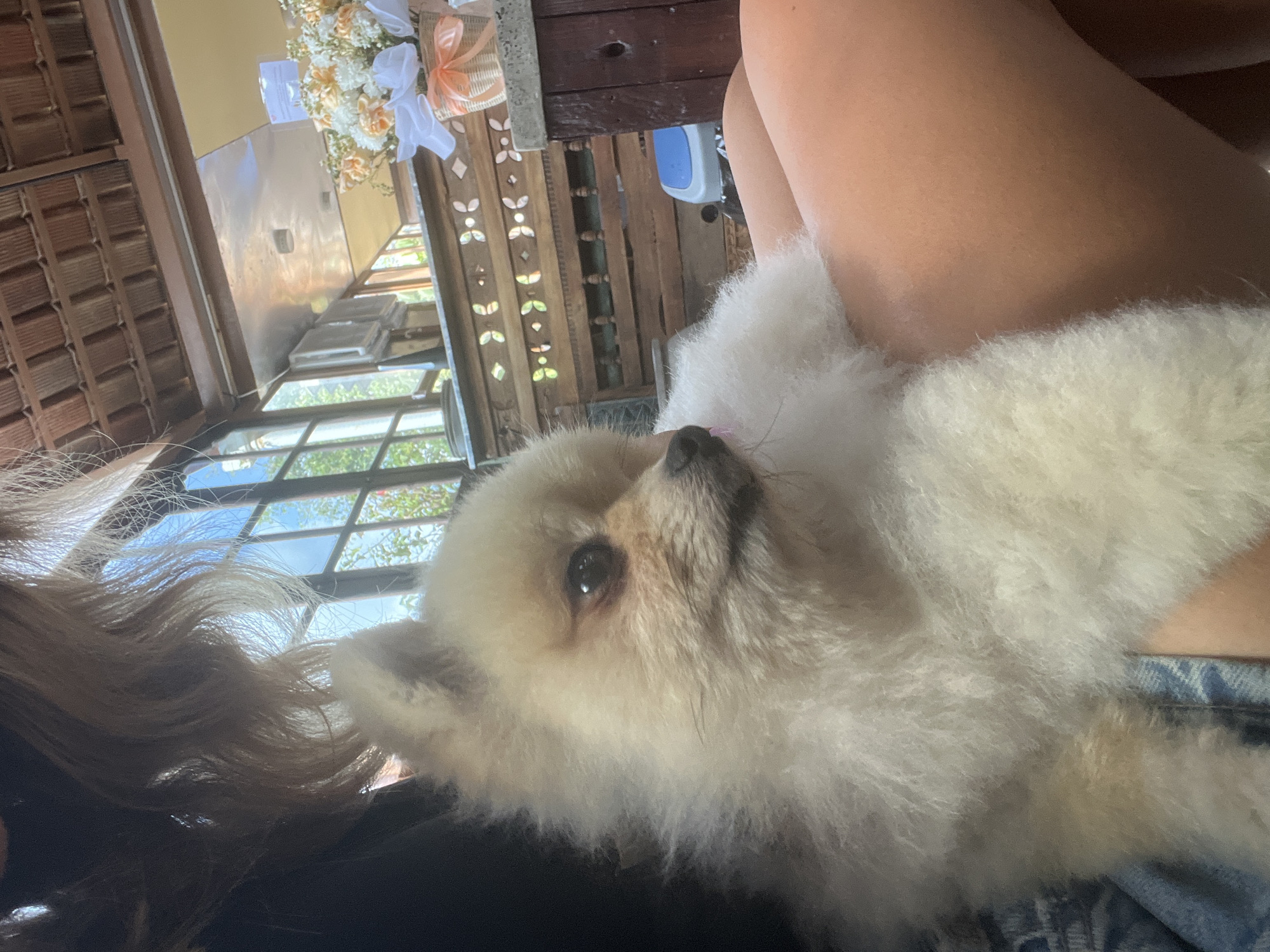 A close-up, eye-level shot shows a Pomeranian dog being held by a person's lap in an outdoor, covered area. The dog, facing right, has cream-colored fur and a small pink tongue visible. The person's legs and a portion of their blonde hair are also in the frame. In the background, a wooden lattice structure supports a tiled roof. Sunlight streams through a window, illuminating the scene and casting reflections on the ceiling. A bouquet of orange and white flowers in a woven basket sits on a wooden table to the right, with a white ribbon and orange bow. A blue and grey plastic bin is visible behind the table. The environment suggests a casual, possibly residential setting. The image was captured in Kediri, Indonesia.