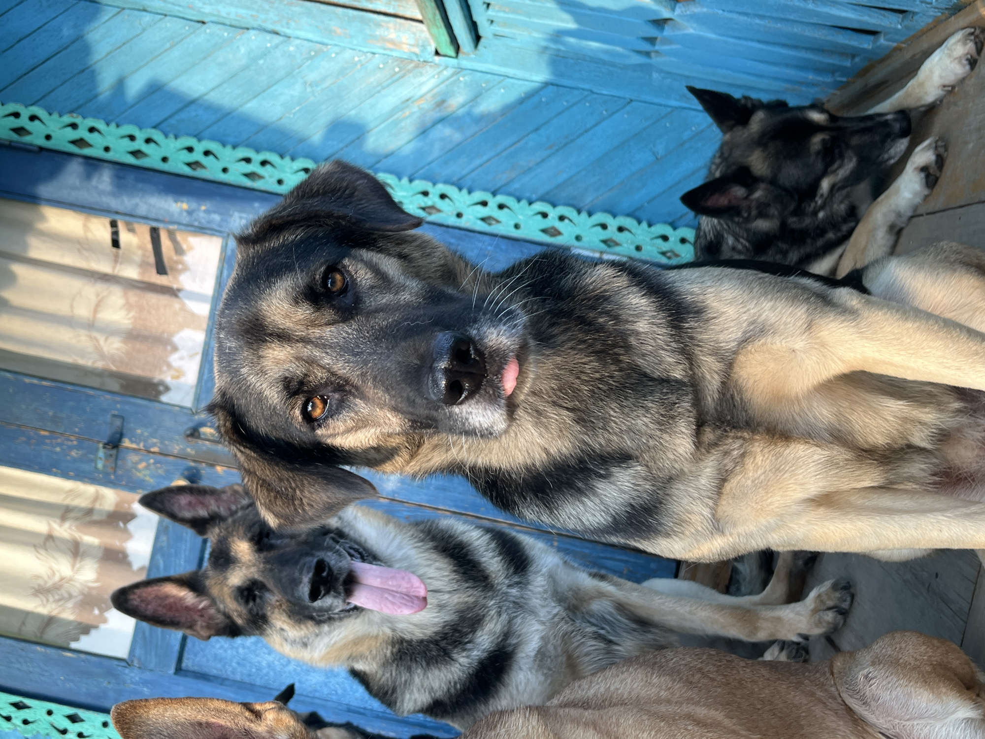 Four dogs are gathered on a wooden porch in front of a bright blue door with ornate green trim. The dog in the foreground is a large mixed-breed with dark fur and amber eyes, its tongue slightly out. Behind it, a German Shepherd with its tongue hanging out widely looks towards the camera. To the right, another dog is lying down, facing away from the viewer. Another dog's head is partially visible on the far left. The setting appears to be a rural or semi-rural location. The image has a bright, natural light.