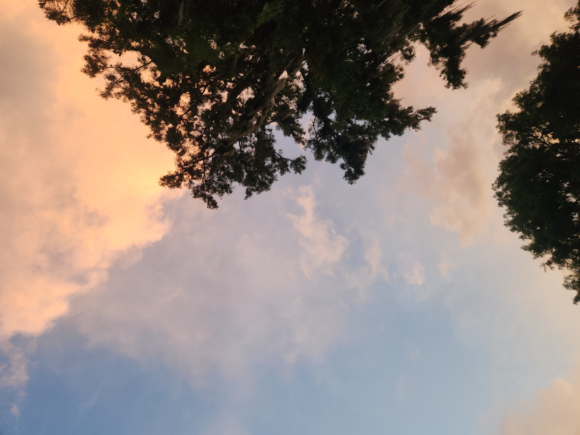 An upward-angled shot captures the sky above Winter Park, Florida, USA, at dusk. The sky transitions from a pale blue on the left to a warm peach hue on the right, illuminated by the setting sun. Wispy clouds are scattered throughout, some tinged with pink and orange. The silhouettes of two trees frame the sky. The larger tree on the right is closer and more dominant, with dark foliage and Spanish moss hanging from its branches. A smaller cluster of trees is visible in the lower center of the frame. A tiny, dark silhouette of a bird is visible in the upper left quadrant of the sky.