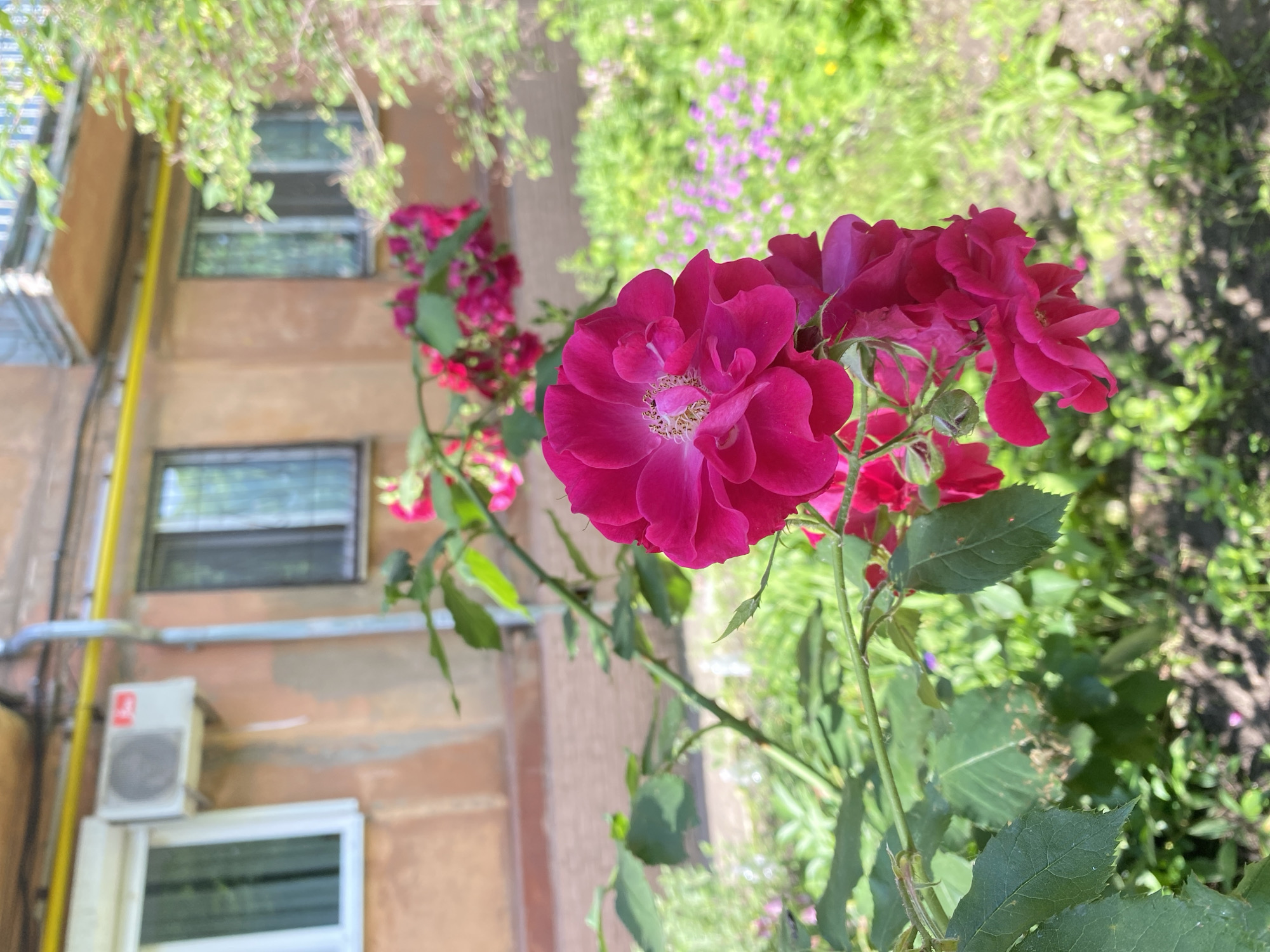 A close-up, eye-level shot captures a cluster of vibrant pink roses in the foreground. The roses are in various stages of bloom, with some fully open, revealing their delicate petals and stamen, while others are still tightly budded. The foliage is a lush green, with thorny stems winding through the frame.
In the background, a building with a weathered, peach-colored facade stands. Two windows with dark frames are visible on the building's lower level, and an air conditioning unit is mounted on the wall to the left. A yellow pipe runs horizontally along the building's exterior. A balcony with a light blue railing is visible on the upper level.
The ground appears to be a mix of dirt and green vegetation, with small purple flowers scattered throughout. The lighting suggests it is daytime, with sunlight illuminating the scene, creating a bright and airy atmosphere. The overall impression is one of a garden setting within an urban environment. The image is a vertical orientation.