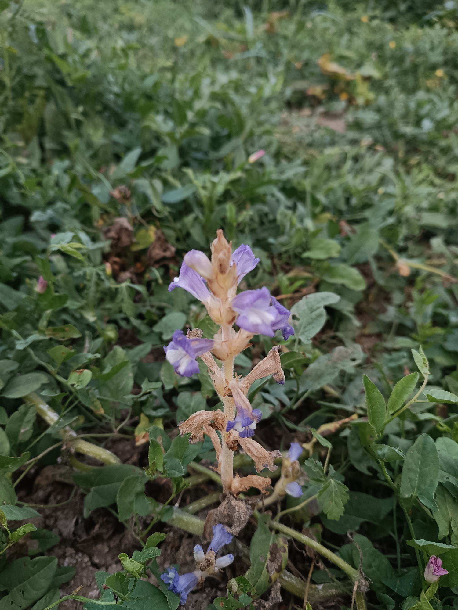In Myrza-Ake, Kyrgyzstan, a close-up, eye-level shot focuses on a light brown stalk with several small, pale purple flowers and dried brown husks, resembling a parasitic plant. The stalk is centered in the frame, with the flowers clustered towards the top and a few scattered lower down. The background is a blur of green foliage and some dry, brown leaves, suggesting an outdoor environment with dense vegetation. The ground appears to be a mix of dark soil and scattered pebbles. The lighting is even, indicating it might be overcast or late in the day. There are no people or animals visible in the image.