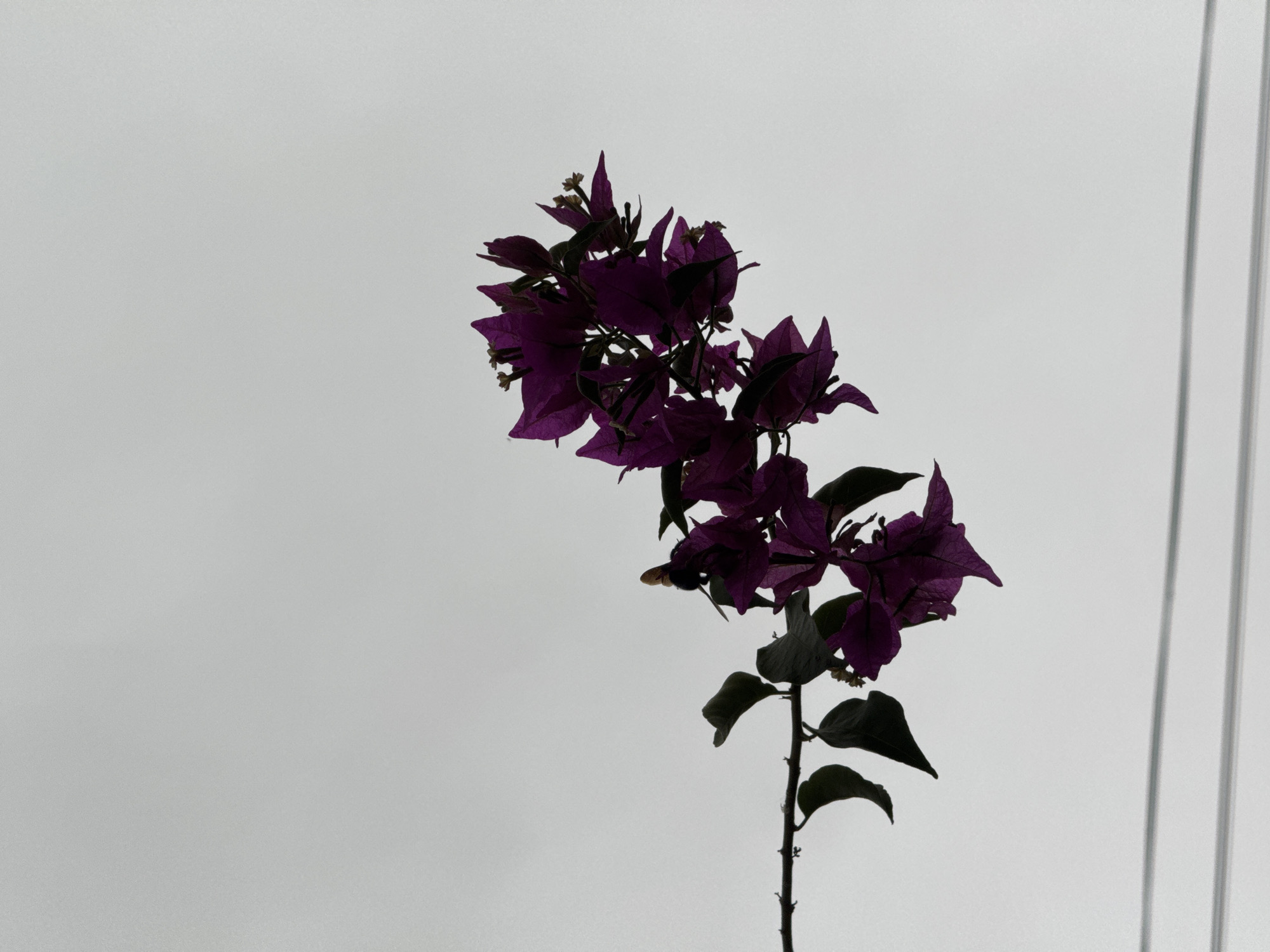 A close-up, low-angle shot shows a branch of bougainvillea flowers with a few leaves against a pale, overcast sky. The flowers are a deep magenta color and appear to be silhouetted against the bright sky. A thin branch with small thorns extends to the left, supporting the flowers. The branch is set against a neutral, textured sky. In the lower part of the frame, two thin, horizontal white lines are visible, likely electrical wires. There is no visible indication of the location within Torrevieja, Spain. There are no people or animals in the image.