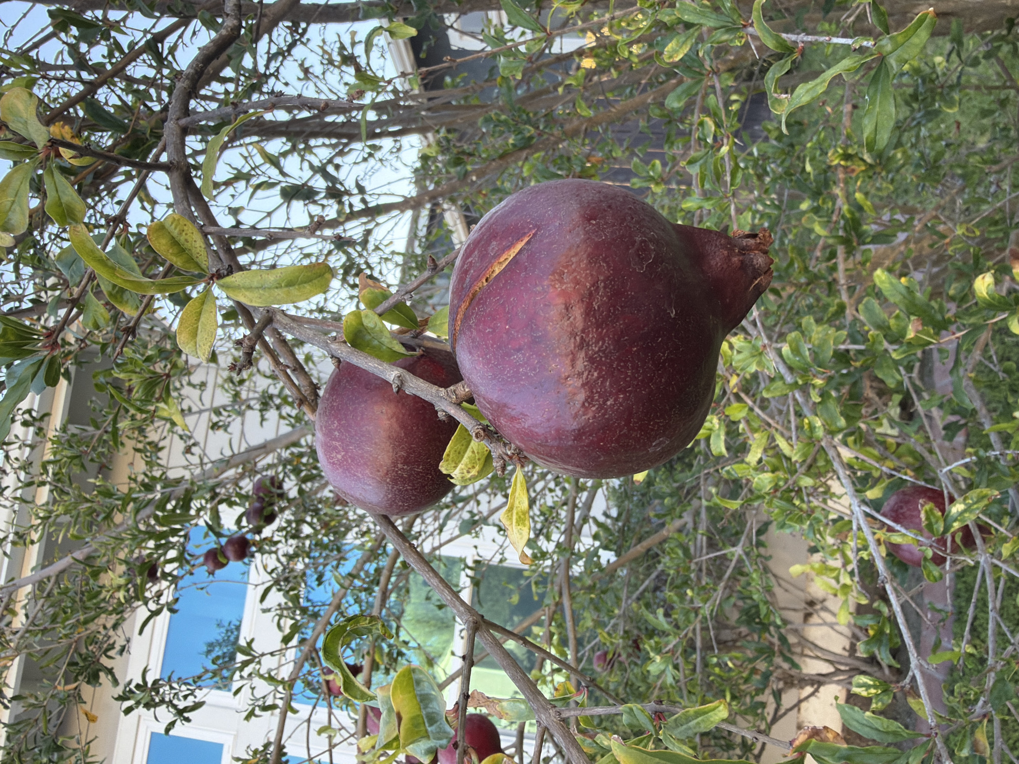 A close-up shot shows two ripe pomegranates hanging from a tree branch. The pomegranates are deep red with a slightly cracked surface on the top one. The tree is covered in green leaves, some of which are yellowing, suggesting it might be autumn. In the background, a modern house with white siding and blue-tinted windows can be seen. The image appears to be taken outdoors in a residential area.