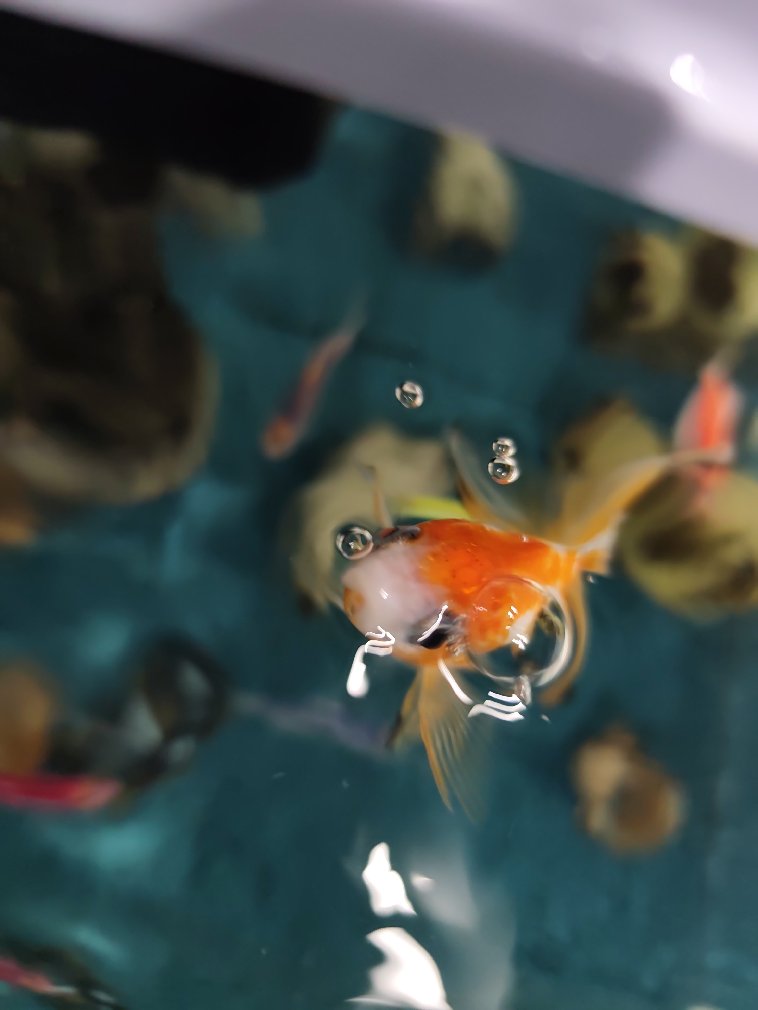 The image displays a close-up, top-down perspective of a goldfish at the water's surface in what appears to be an aquarium or pond, situated in Pazardzhik, Bulgaria. The central subject is a goldfish, distinctively marked with bright orange over most of its body and white coloration on its head, particularly around its gills and lower jaw. Several translucent air bubbles are visibly attached to its head and mouth, with a larger, more prominent bubble immediately in front of its mouth. The fish's eyes are dark and round. White, reflective streaks and shapes are present on the water's surface, indicating ambient light. The water exhibits a deep teal-blue hue. In the highly blurred background, multiple out-of-focus forms are discernible, including rounded, yellowish-brown shapes resembling other fish or submerged objects, and a thin, elongated reddish form in the upper right. A blurred, off-white or light gray surface, likely the rim of the container, is visible along the top edge of the frame.