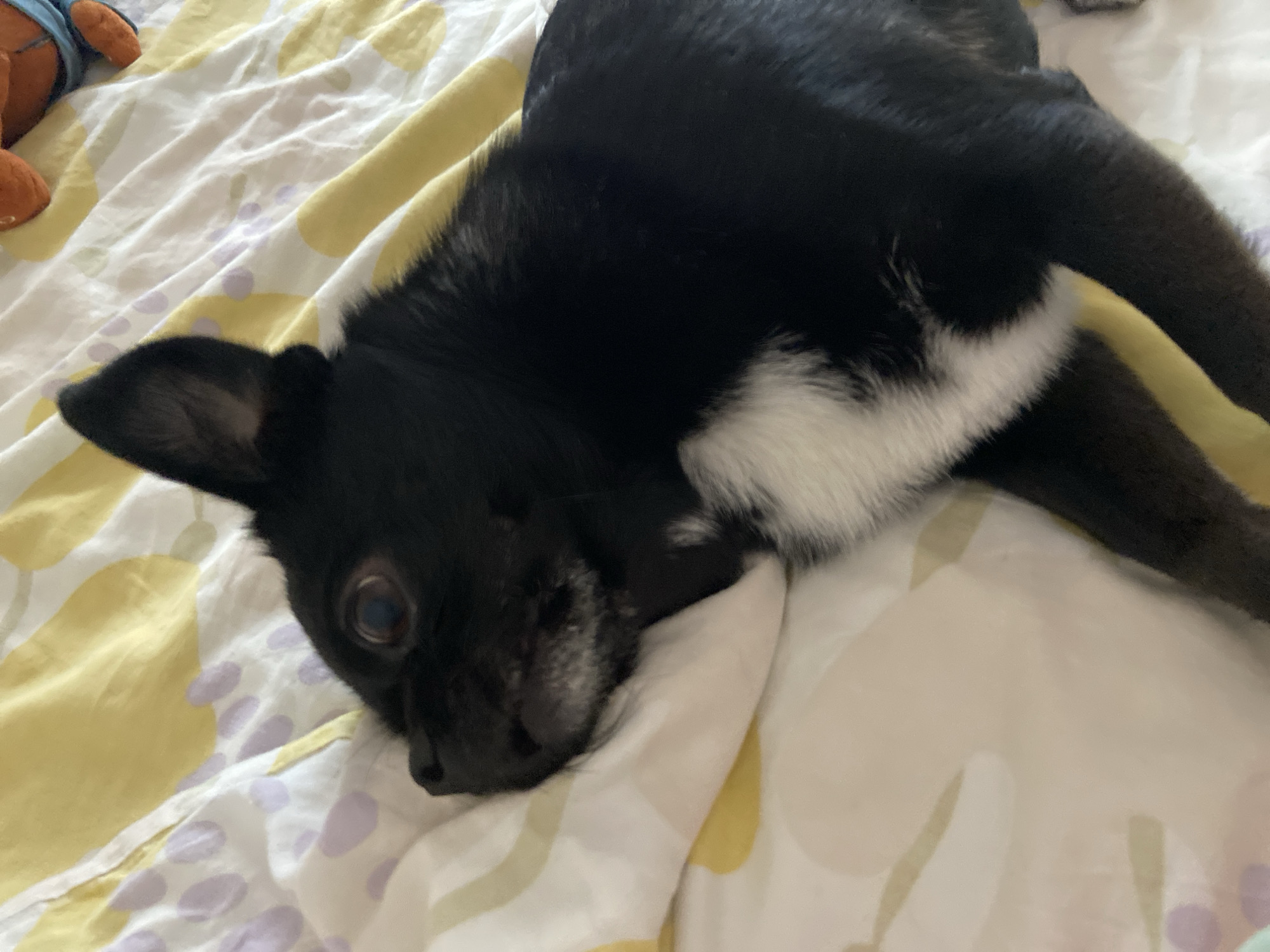 A black dog with a white chest patch is lying on a bed with a patterned duvet. The dog is resting its head on a pillow. The duvet has a yellow and white pattern with purple polka dots. The image was taken indoors, likely in a bedroom. The location of the image in the city of Revda, Russia is not determinable from the visual information provided.
