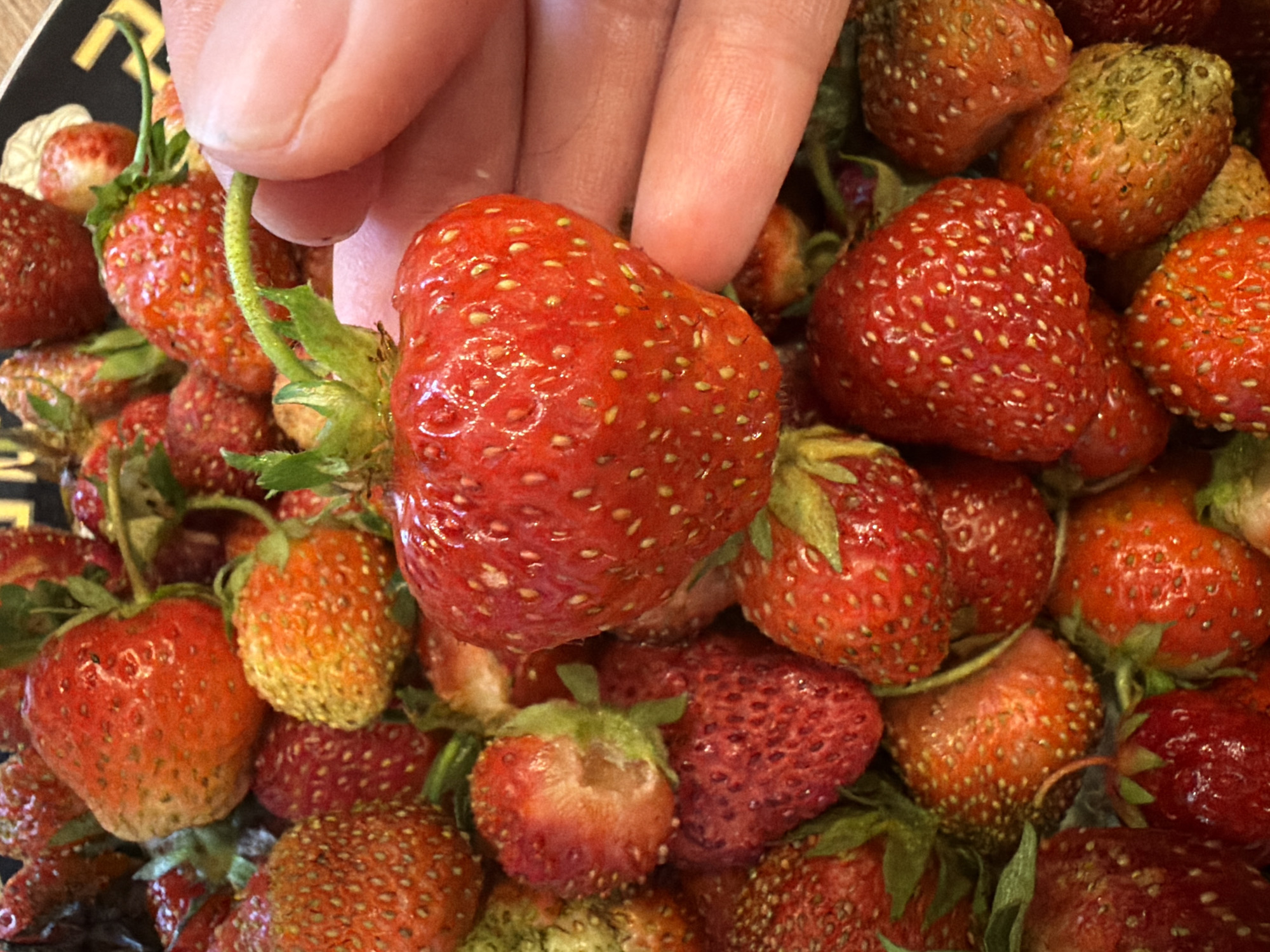 A close-up shot captures a pile of fresh strawberries, some appearing brighter red and others with a lighter, yellowish hue, indicating varying ripeness. A person's hand, with visible skin texture and a fingernail, is partially visible, gently holding one of the larger, vibrant red strawberries. The background is filled with more strawberries, creating a textured and colorful display. The setting is not specified beyond it being an image of strawberries.