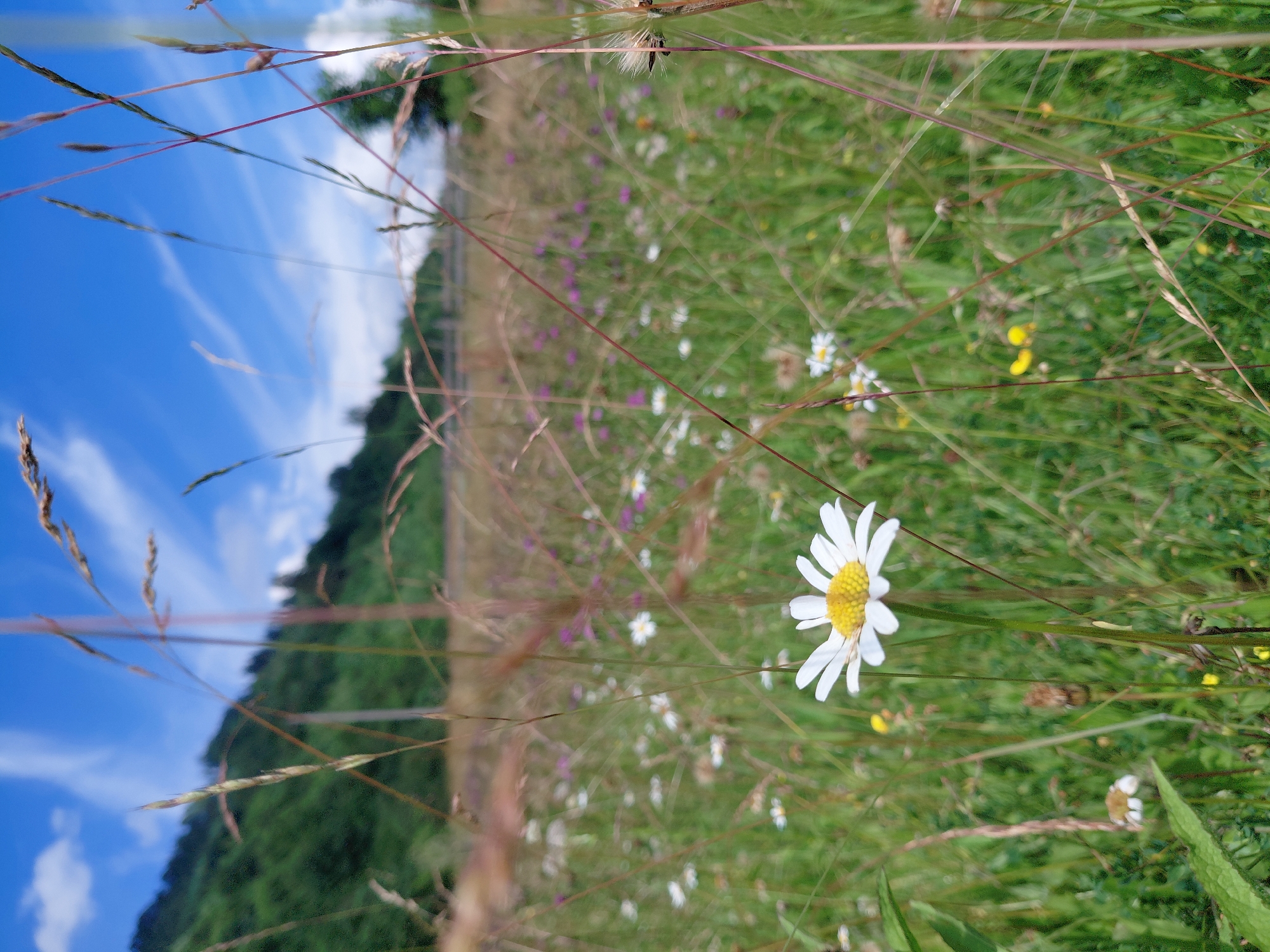 A close-up, eye-level shot captures a field of wildflowers and tall grasses under a partly cloudy blue sky. In the foreground, a single daisy with white petals and a yellow center stands prominently on a green stem, surrounded by blades of grass and other wildflowers, some of which are purple. The background shows a blurred green hillside, suggesting a natural or park-like setting. The image is taken outdoors in daylight, with the focus on the natural elements of the field and sky. There are no people or man-made structures visible in the foreground or midground. The overall impression is one of a serene, natural landscape. The location is not discernable from the image itself, and therefore, cannot be specified as Chernyk, Ukraine.