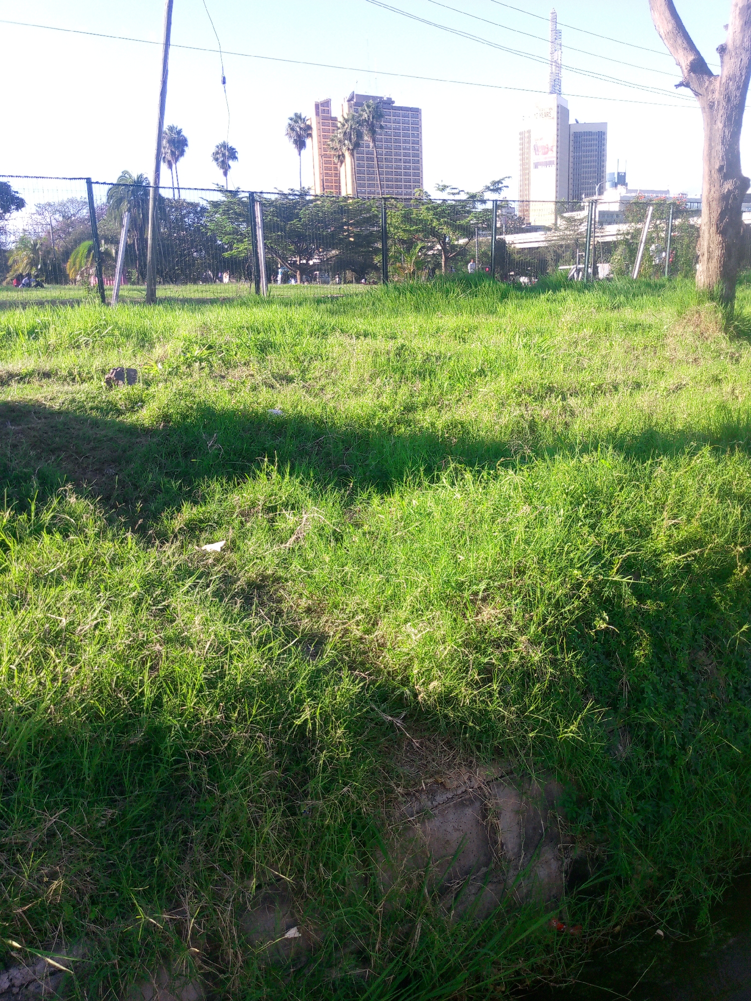 The image depicts a grassy area in Nairobi, Kenya. In the background, behind a fence, are several tall buildings, including one with a communications tower on top. A few palm trees are also visible. In the foreground, the grass is long and varies in color due to sunlight and shadow. A partially obscured concrete structure sits at the bottom edge of the frame. There are no people visible in the image.