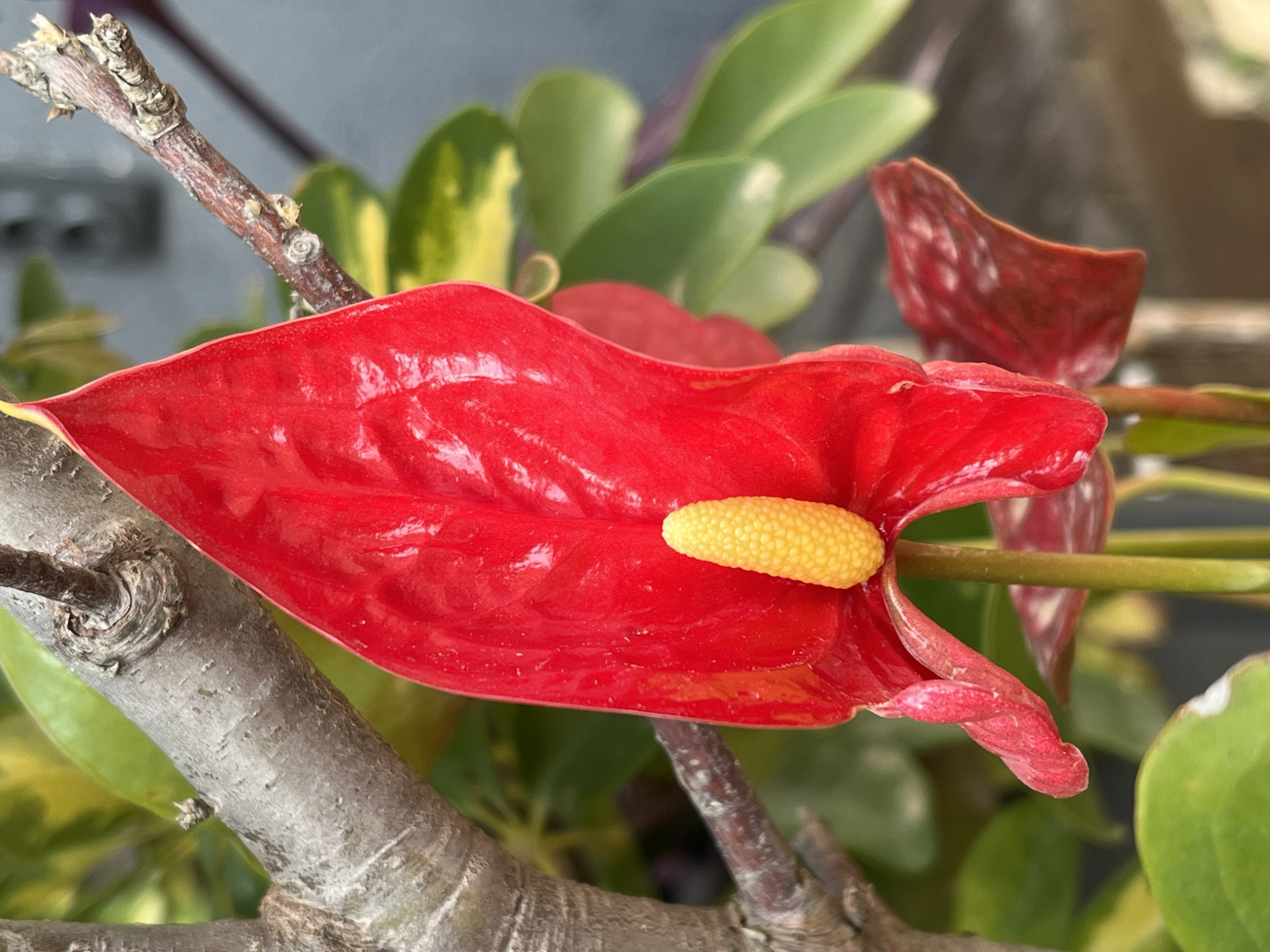 A medium-shot captures a red Anthurium flower in bloom, featuring a prominent yellow spadix. The flower is positioned against a backdrop of green and yellow variegated foliage. A gray, gnarled tree branch intersects the frame, subtly contrasting with the smooth, glossy texture of the flower. The photograph was taken in Alanya, Turkey.
