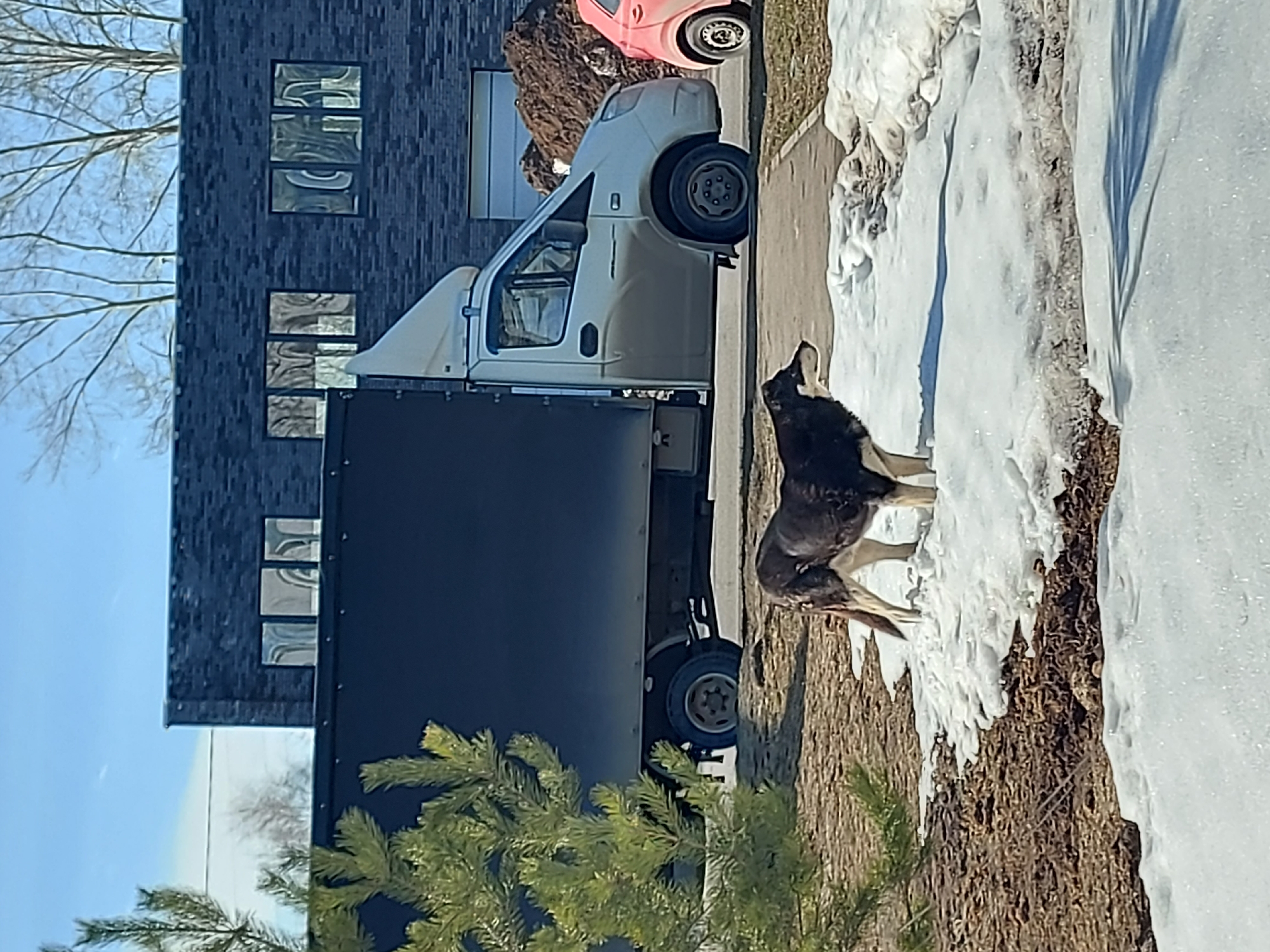 A black and tan dog stands facing right on a patch of melting snow and brown earth in Chaikovsky, Russia. To the dog's right, a paved walkway abuts a road where a light-colored cargo truck with a dark cargo box is parked, facing right; its lower cabin is soiled. Behind the truck, a red car is partially visible next to a large pile of brown material. In the background, a dark brick building with reflective windows stands beneath a clear blue sky, with bare trees visible above and to the left of the building. A green pine branch is prominent on the far left of the foreground. The scene is illuminated by direct sunlight, indicating a clear, daytime environment with late winter or early spring conditions.