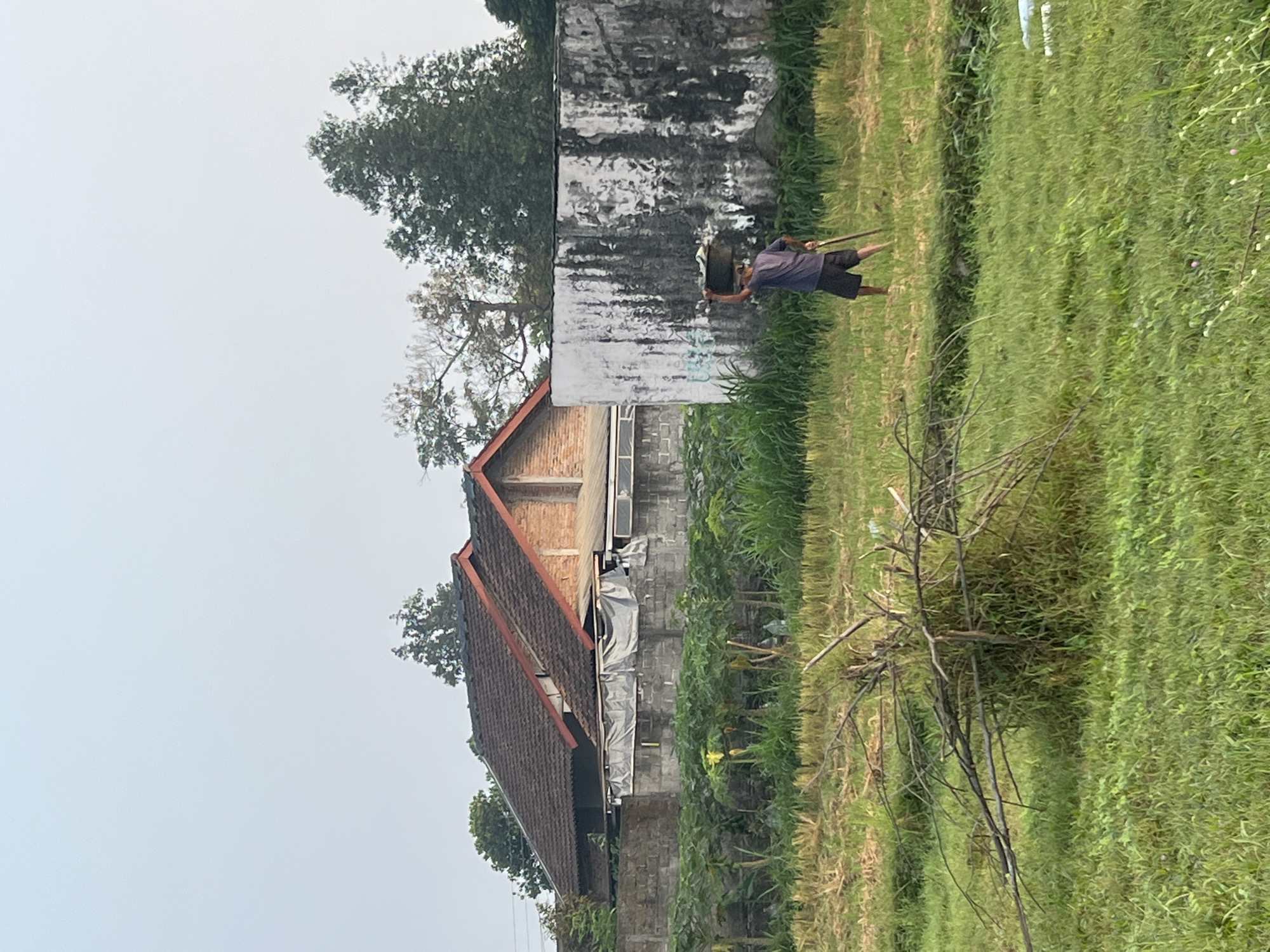 In Tlogoadi, Indonesia, a man wearing a dark t-shirt and dark shorts carries a basket on his head while walking in a grassy field. He is holding a tool that appears to be a rake or hoe. Behind him, a weathered, textured wall with dark splotches stands out. Further in the background, a low building with a tiled roof and brick accents is visible, surrounded by vegetation and a stone wall. Tall trees are scattered across the horizon, under a pale, hazy sky. The foreground of the image features a pile of dry branches and lush green grass.