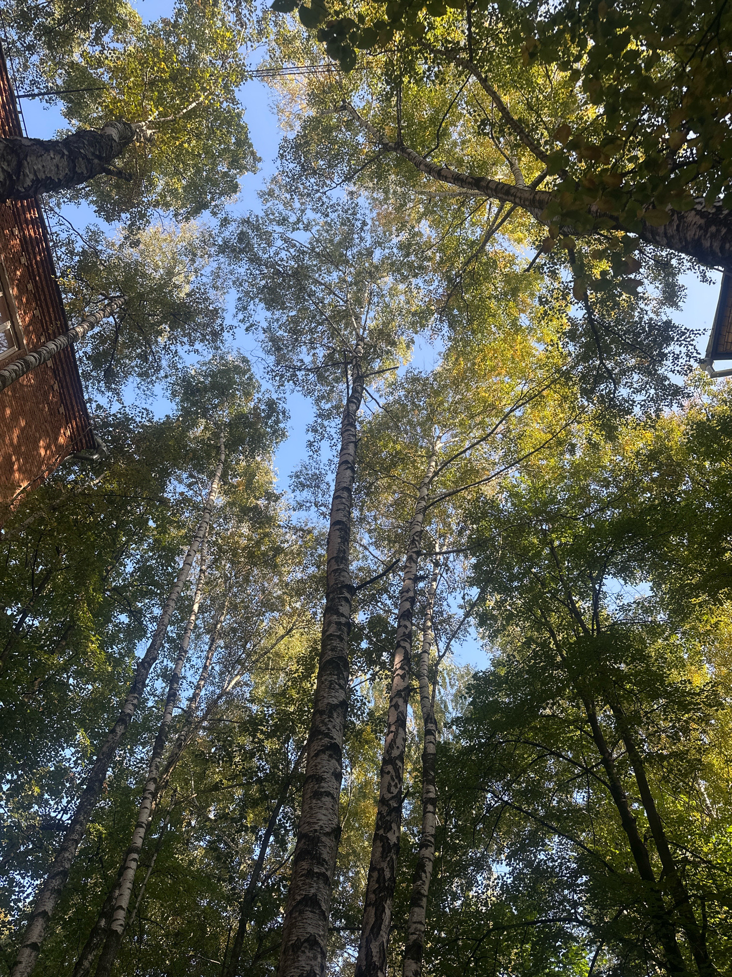 This is a low-angle, full-frame, medium shot of tall trees, primarily birch trees with their distinctive white and black bark, reaching towards a clear blue sky. Some trees are in the foreground and mid-ground, while others are further back, creating a dense canopy. The leaves are predominantly green, with some hints of yellow and gold, suggesting an autumn setting. A portion of a brick building, likely a residential or administrative structure with reddish-brown bricks and window frames, is visible on the far left of the image. The scene is characterized by natural elements and a man-made structure, creating a sense of urban nature. The lighting suggests it is daytime, with sunlight filtering through the leaves. There are no people or animals visible in the frame. The image appears to have been taken in an urban environment within Balashikha, Russia, where such a juxtaposition of mature trees and buildings is common.